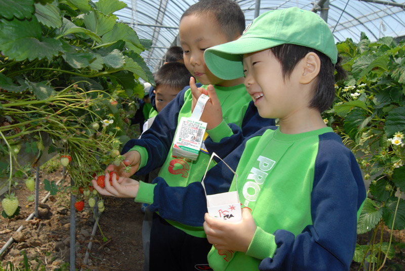 딸기 따기 농업체험