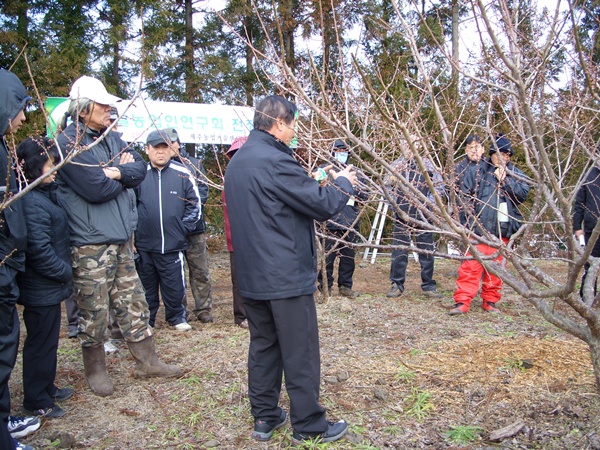 매실 전정교육