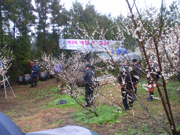 매실꽃축제장