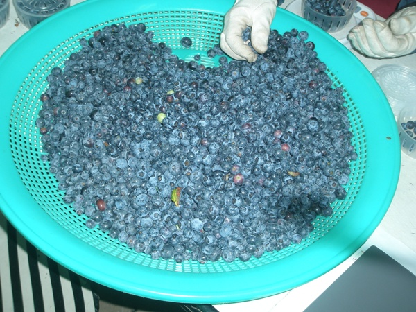 블루베리 첫 출하