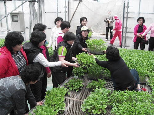 푸른농촌 가꾸기 채소묘 공급