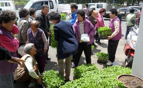 푸른농촌 가꾸기 채소묘 공급