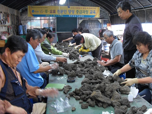 석초분재 교육(중급)