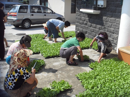푸른농촌 가꾸기-채소묘(배추) 공급