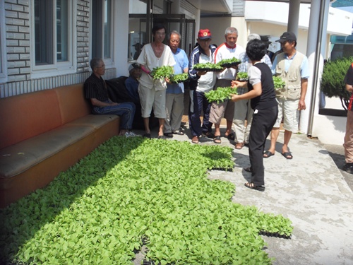 푸른농촌 가꾸기-채소묘(배추) 공급