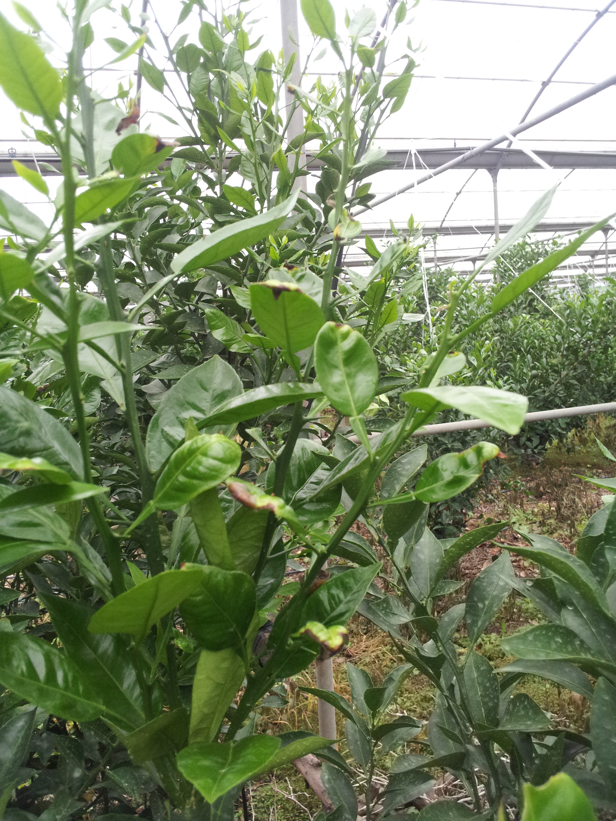 한라봉관련문의