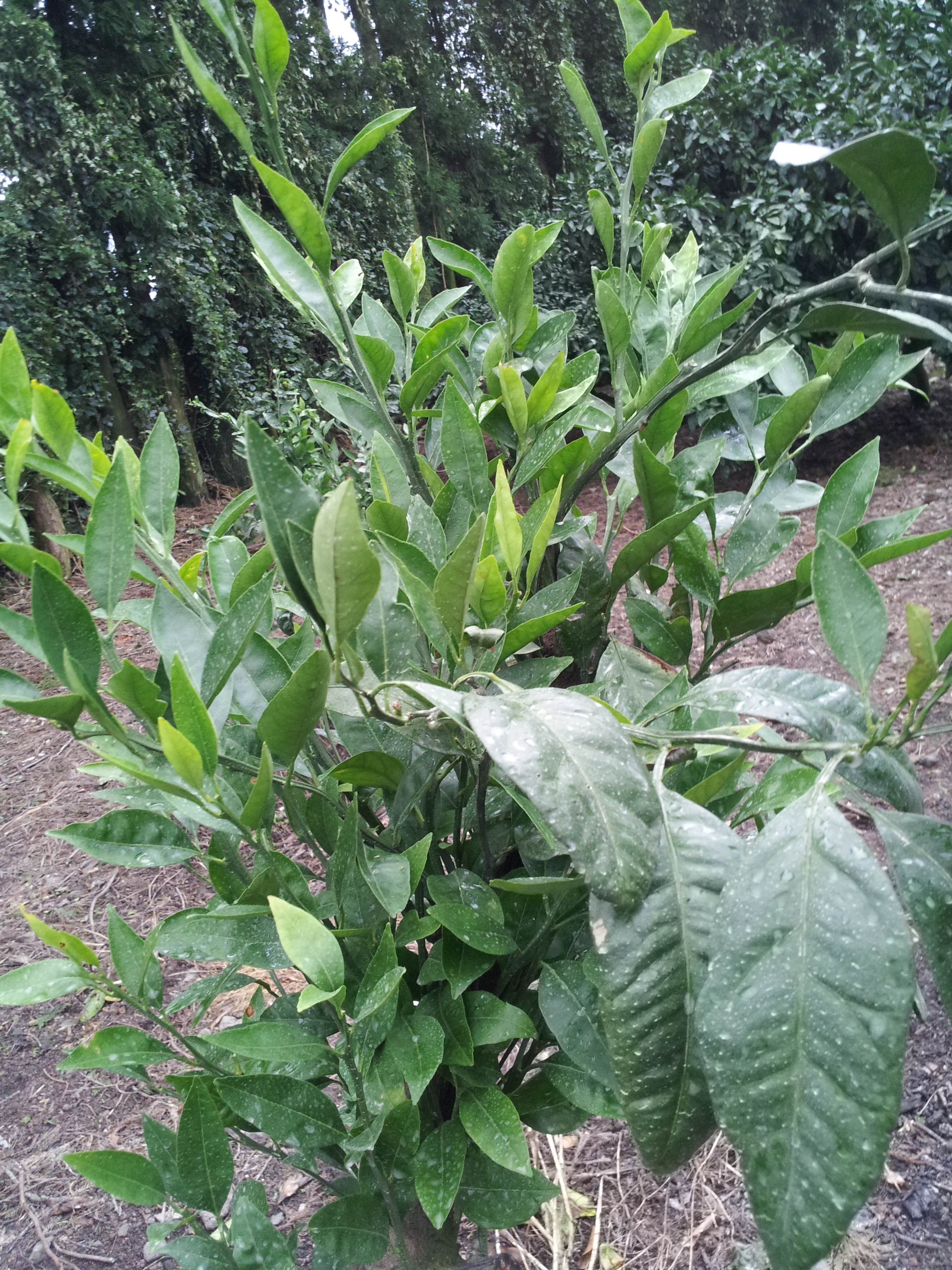 감귤나무잎관련