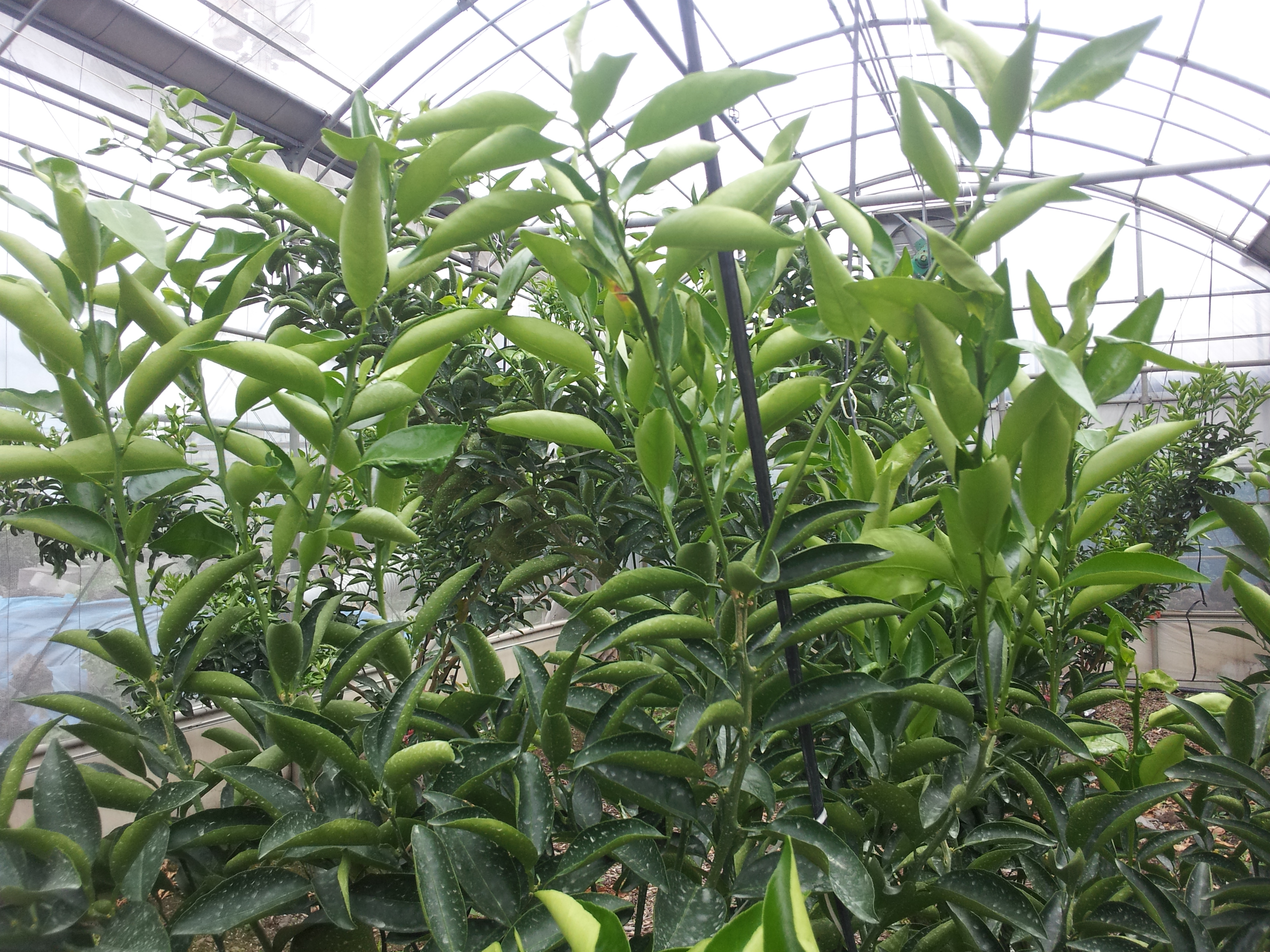 천혜향여름순관련