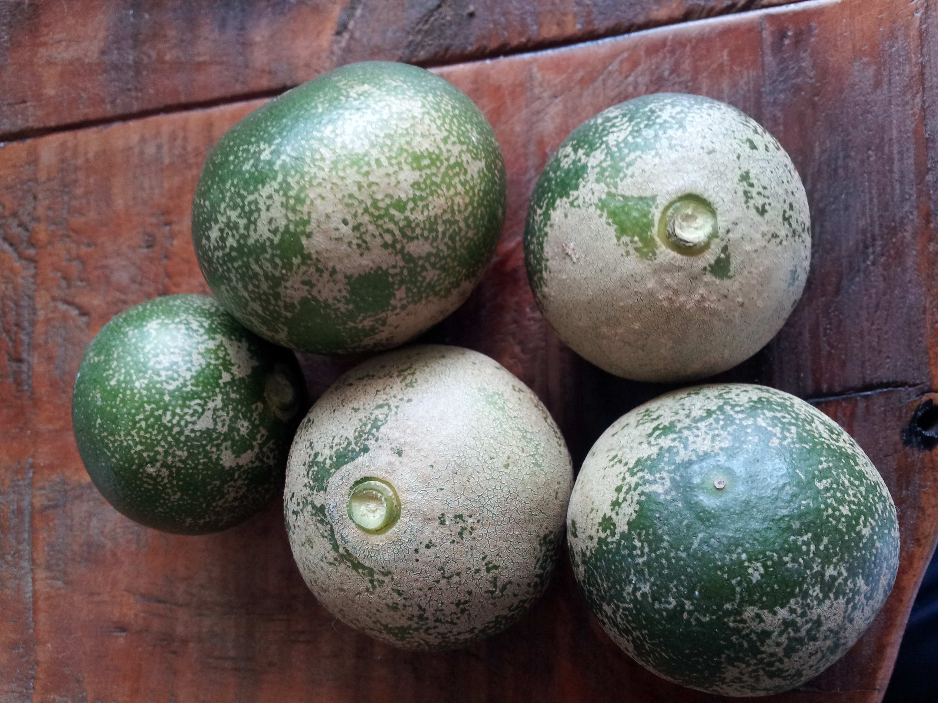 감귤이 왜 이런가요?