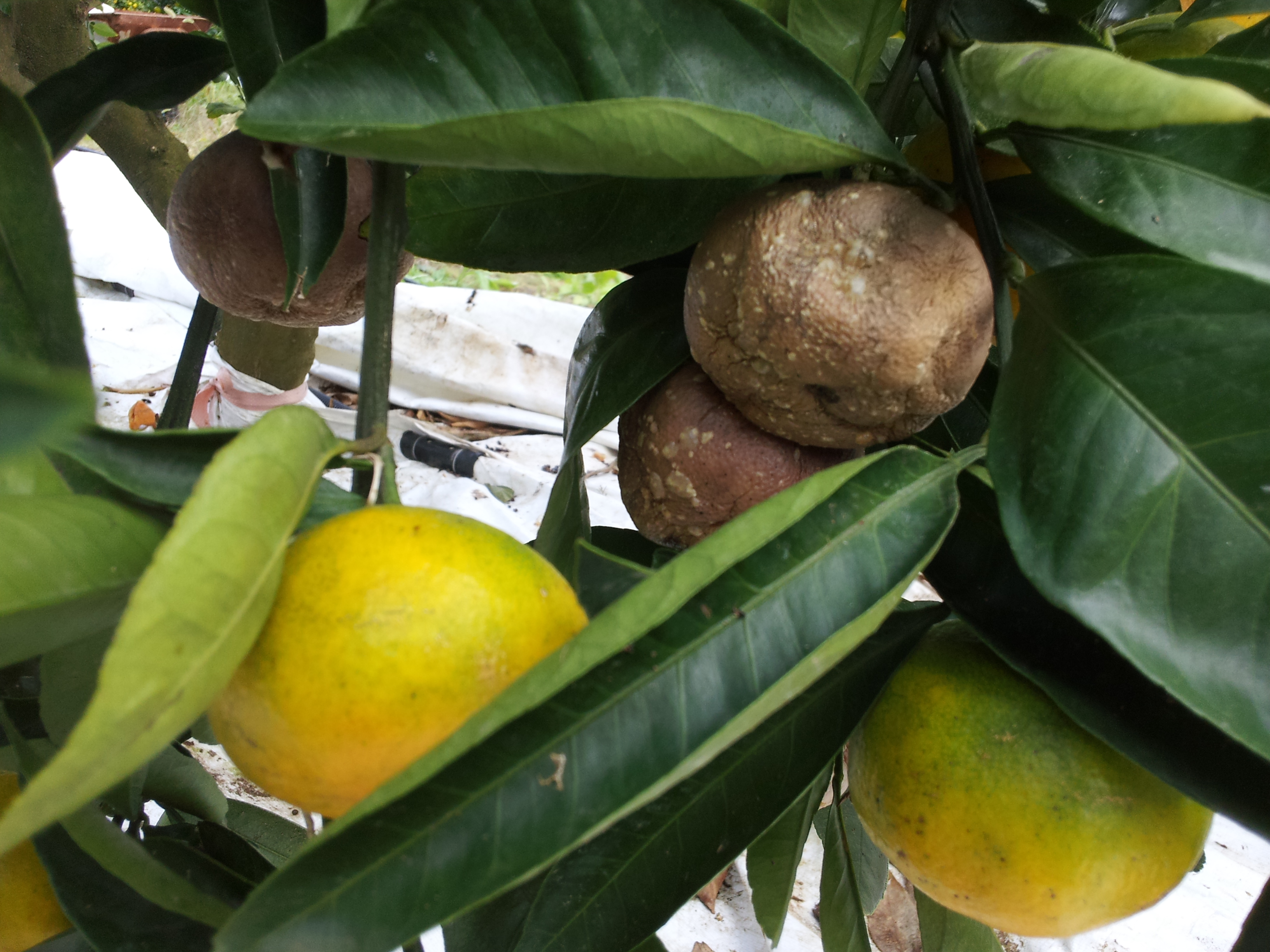 귤이 나무에서 썩어가고 있습니다.