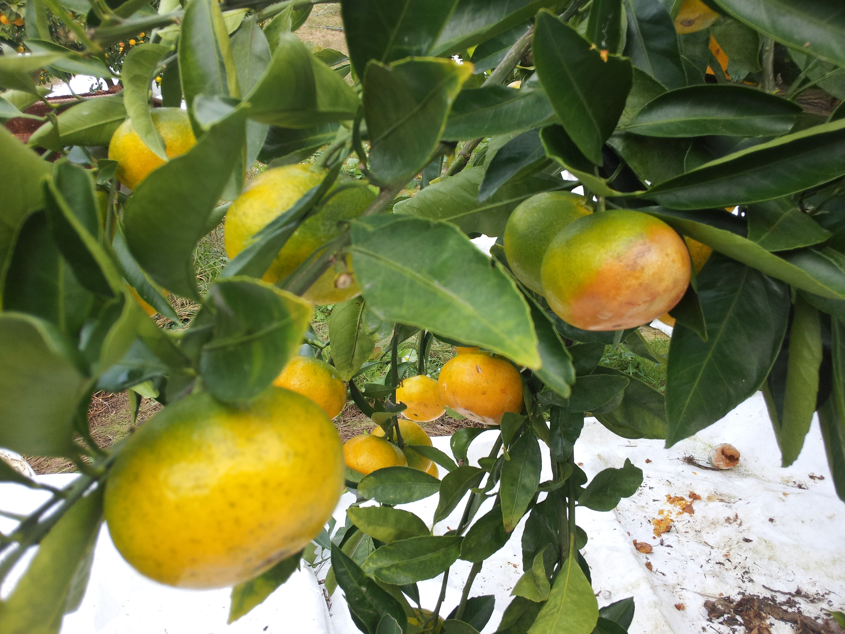 귤이 나무에서 썩어가고 있습니다.