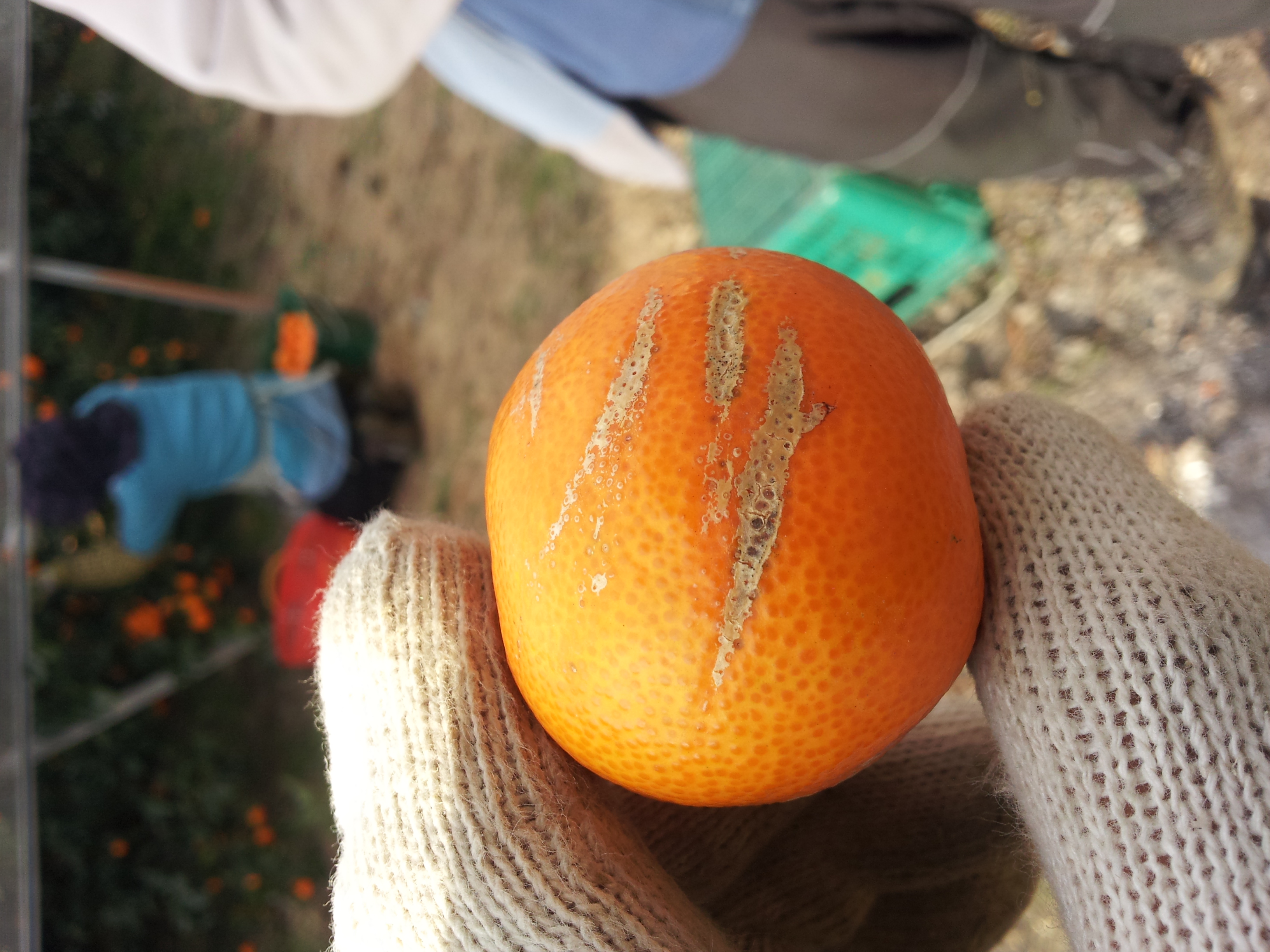 2012년도 수확한 감귤인데.. 요런 녀석들이..?