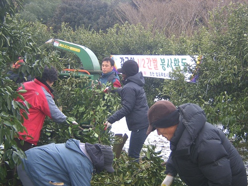 조천 탑프루트시범단지 회원 1/2간벌 봉사활동
