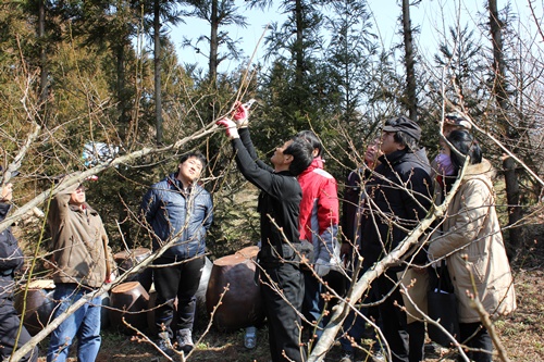 한라산매실연구회 정지전정 교육