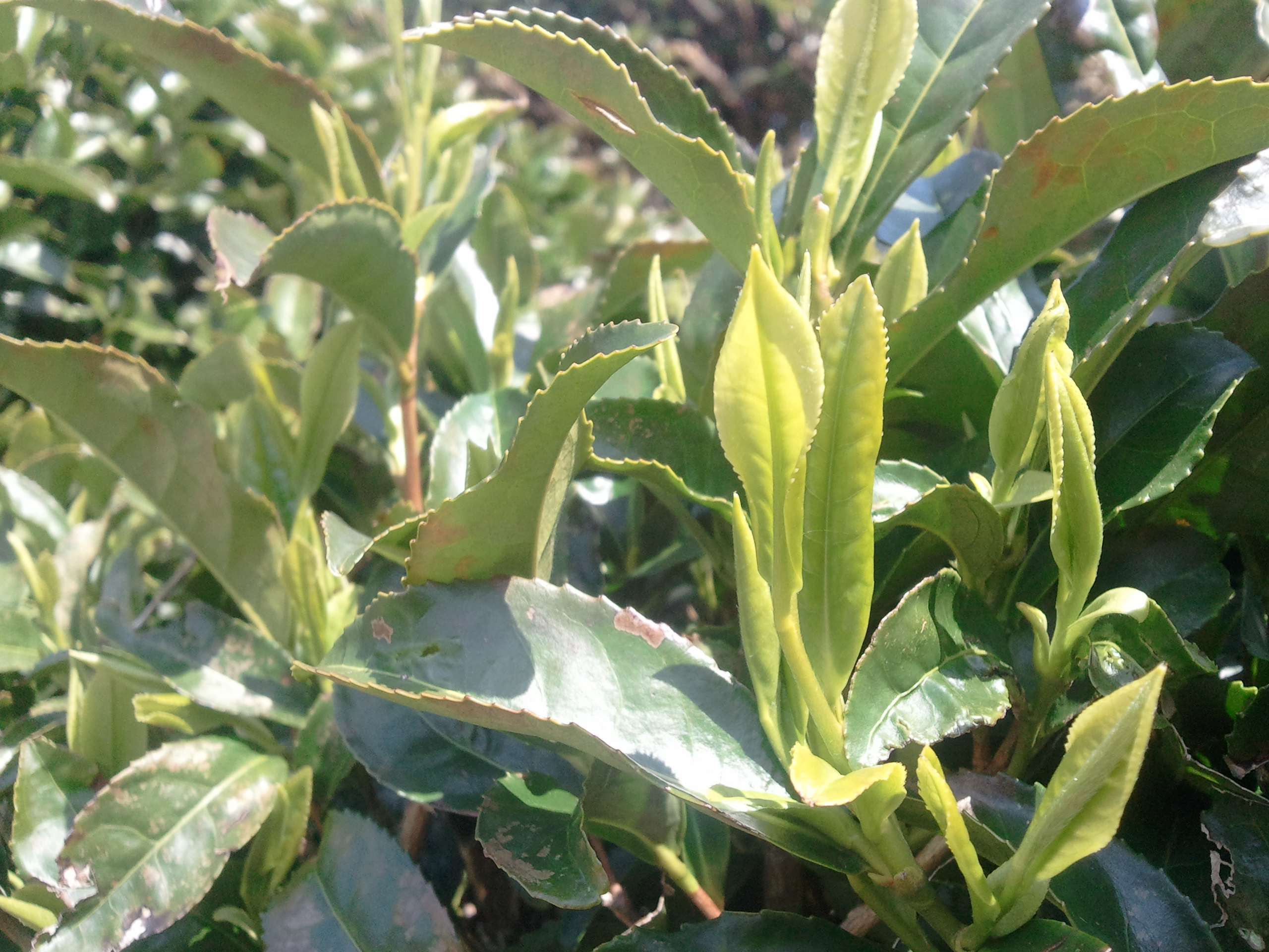 신록이 찾아드는 공간, 제주농업생태원 녹차원입니다.