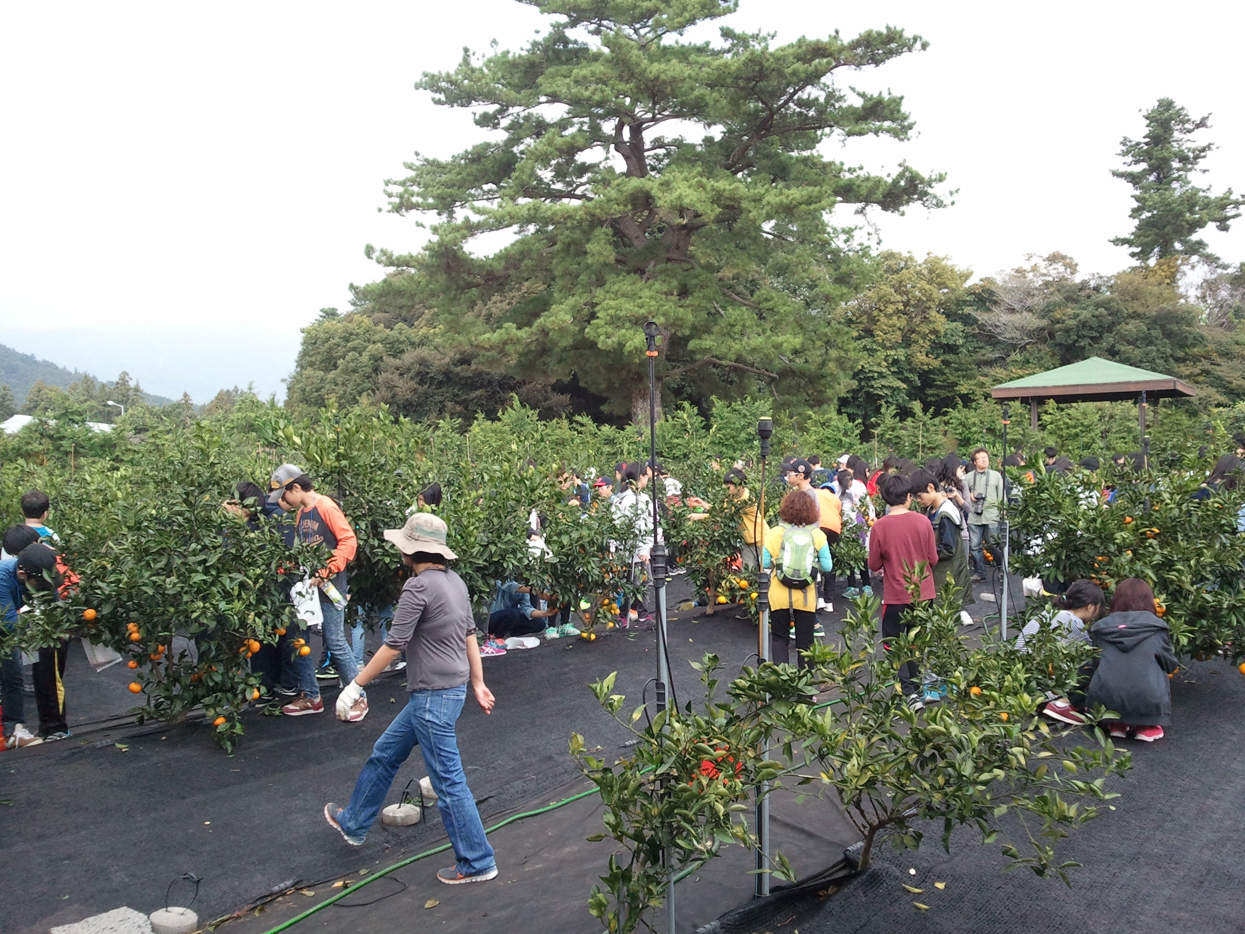 감귤열매따기 체험은 어떠셨나요?