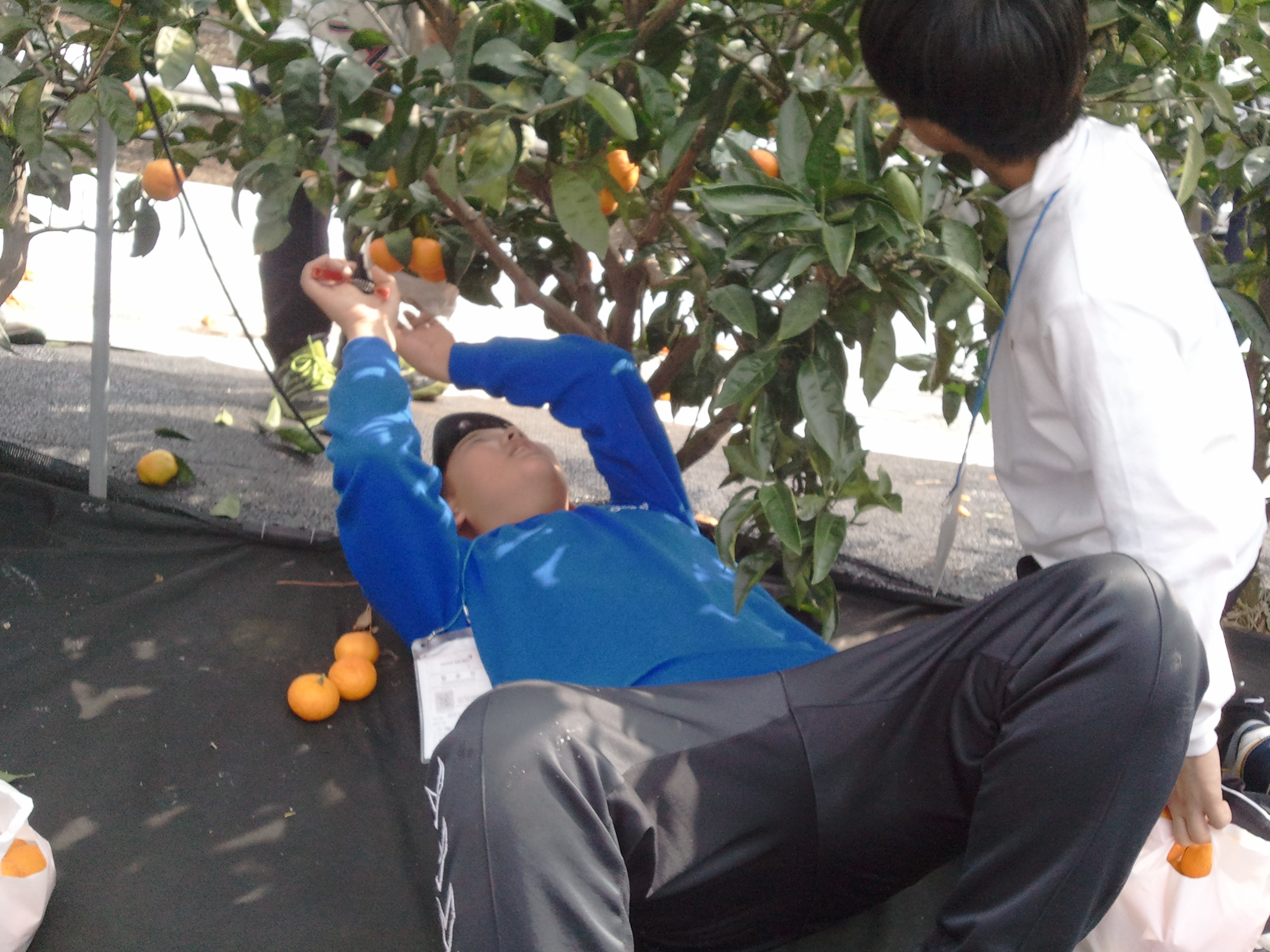 감귤열매따기 체험은 어떠셨나요?