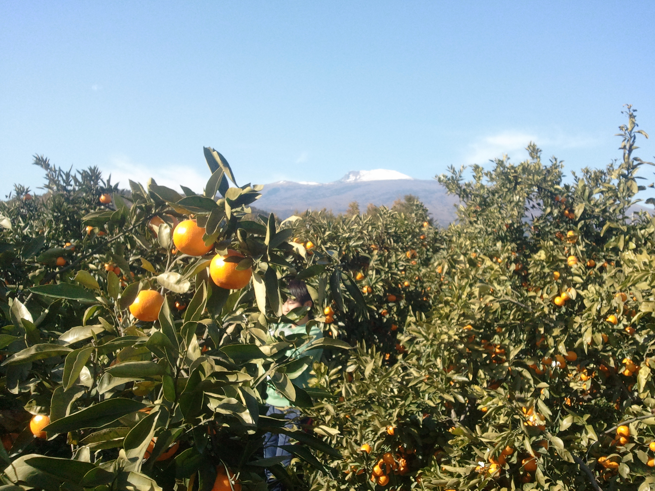 설문대할망이 보이는 제주농업생태원입니다.