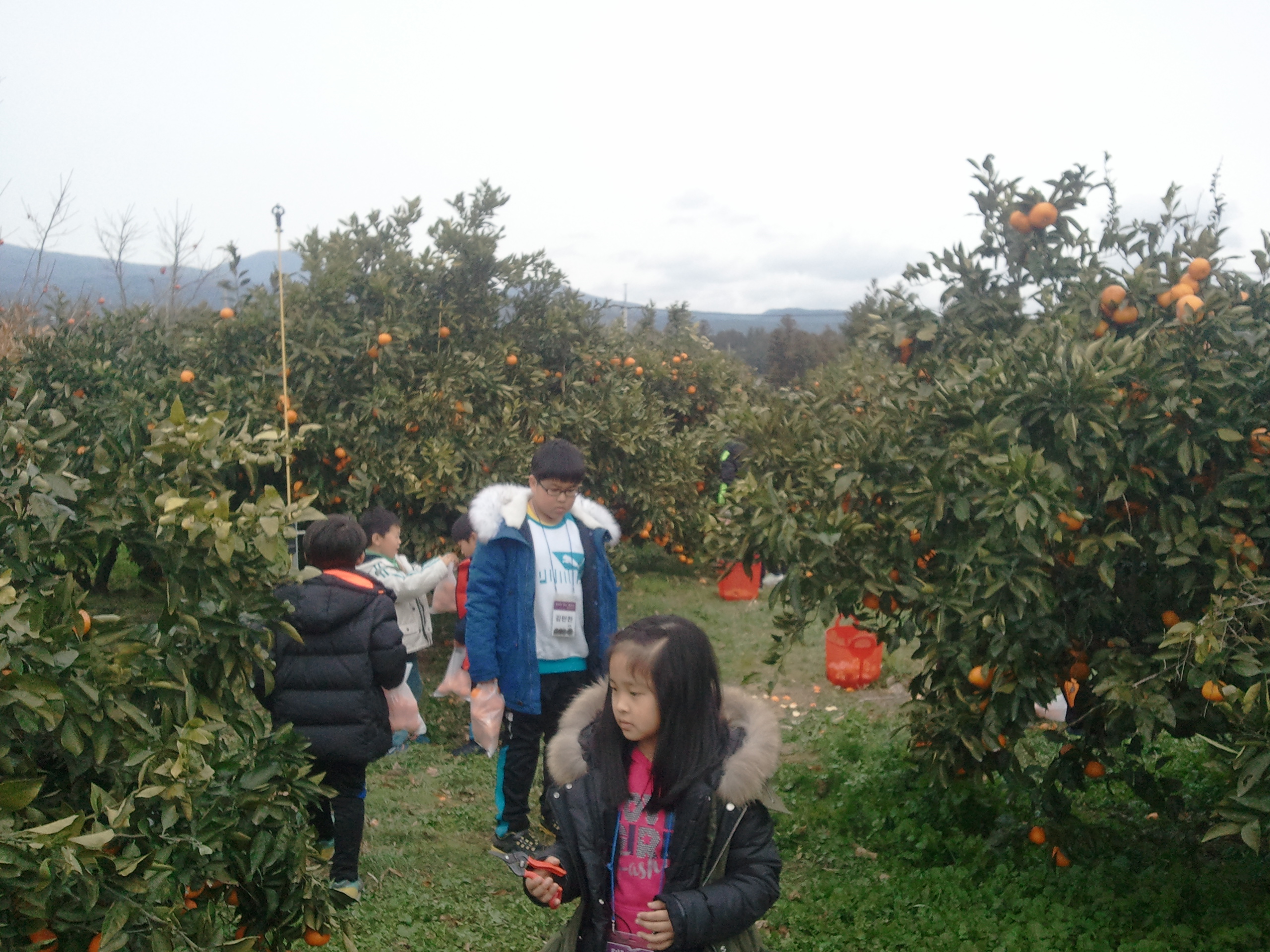 감귤열매따기 체험은 어떠셨나요?