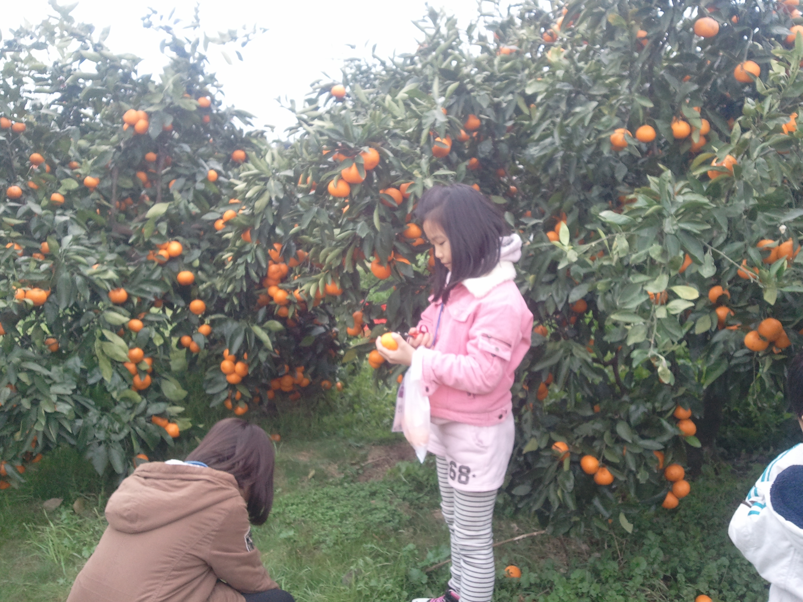 감귤열매따기 체험은 어떠셨나요?