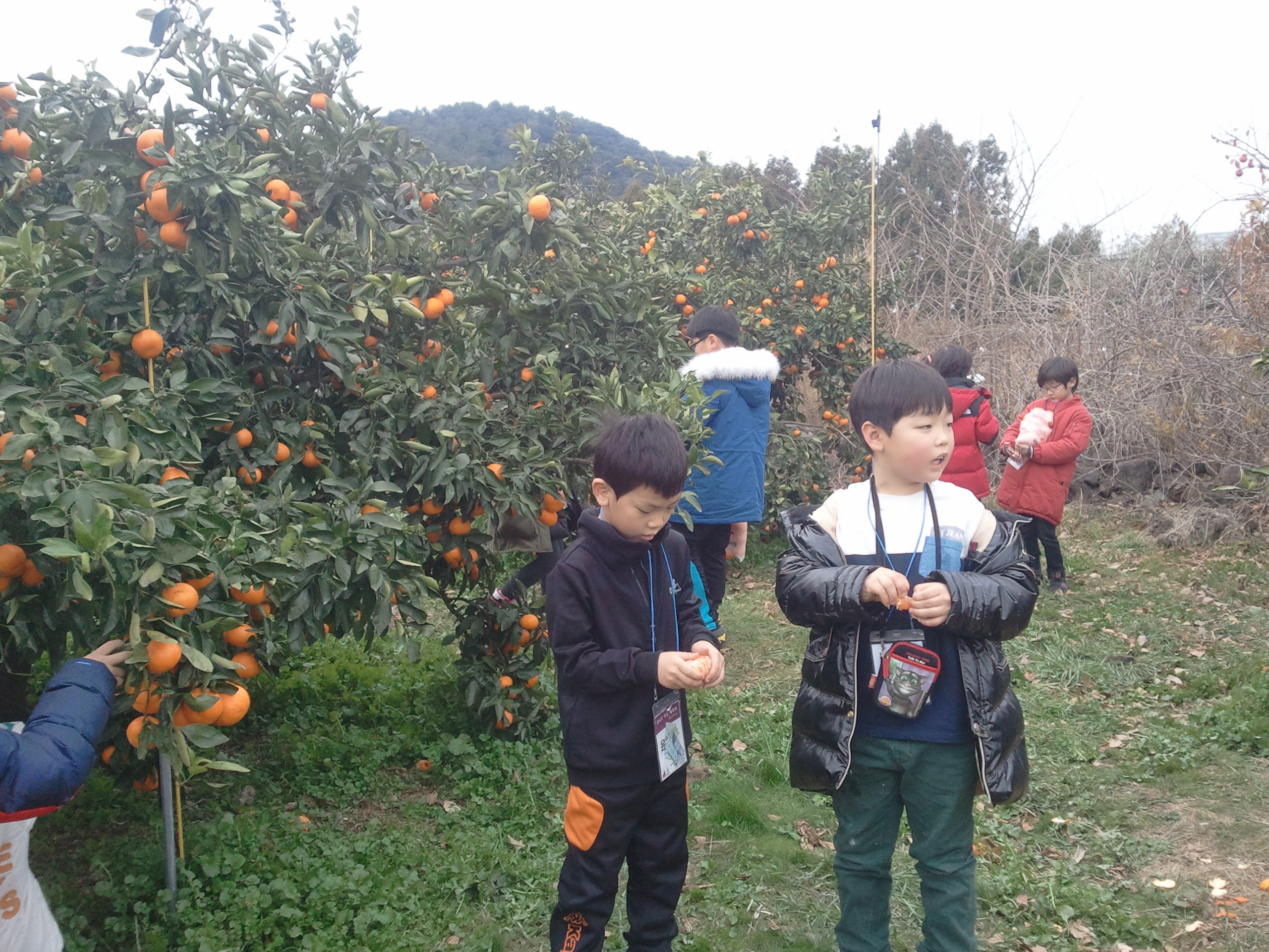 감귤열매따기 체험은 어떠셨나요?