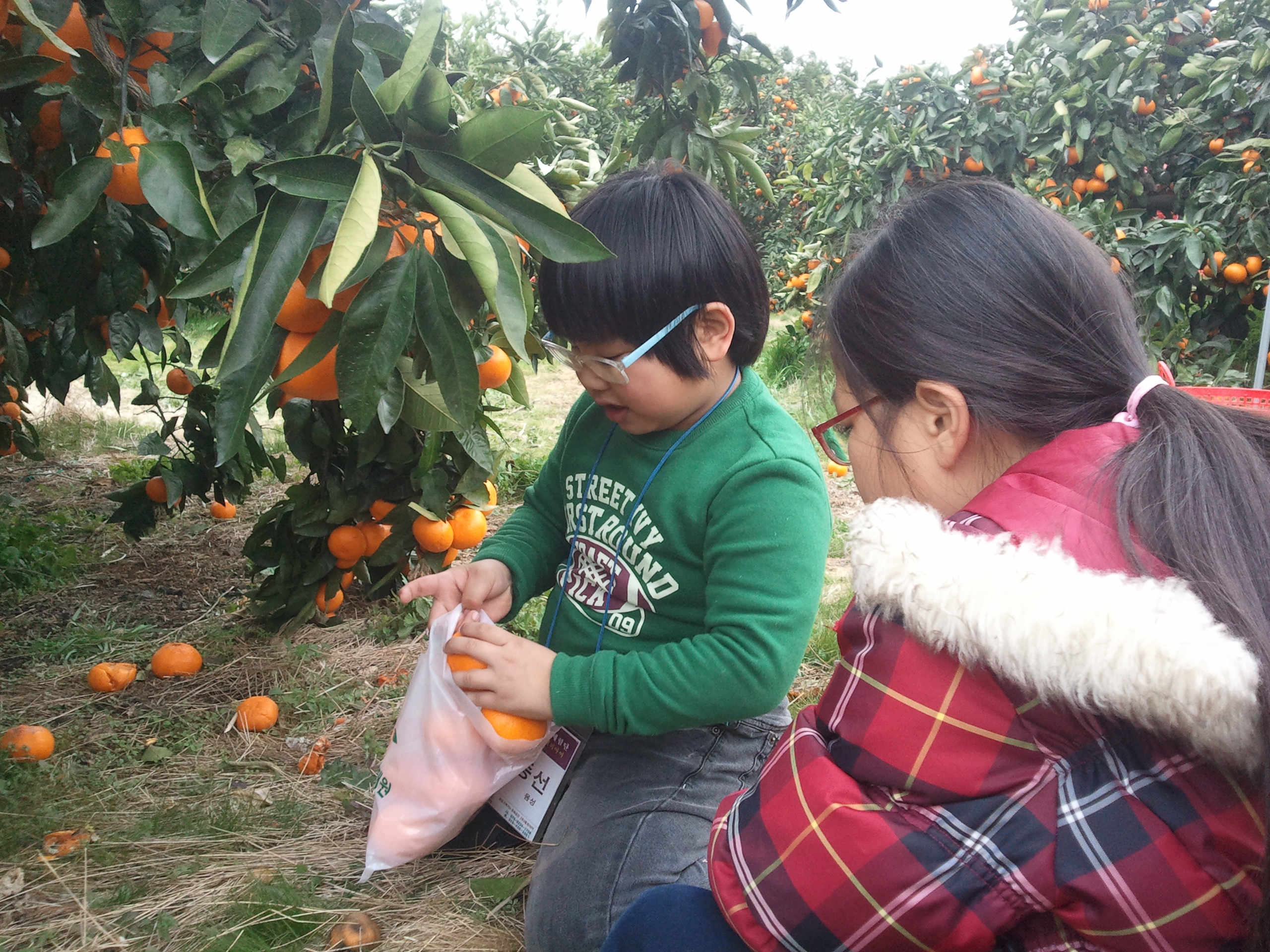 감귤열매따기 체험은 어떠셨나요?