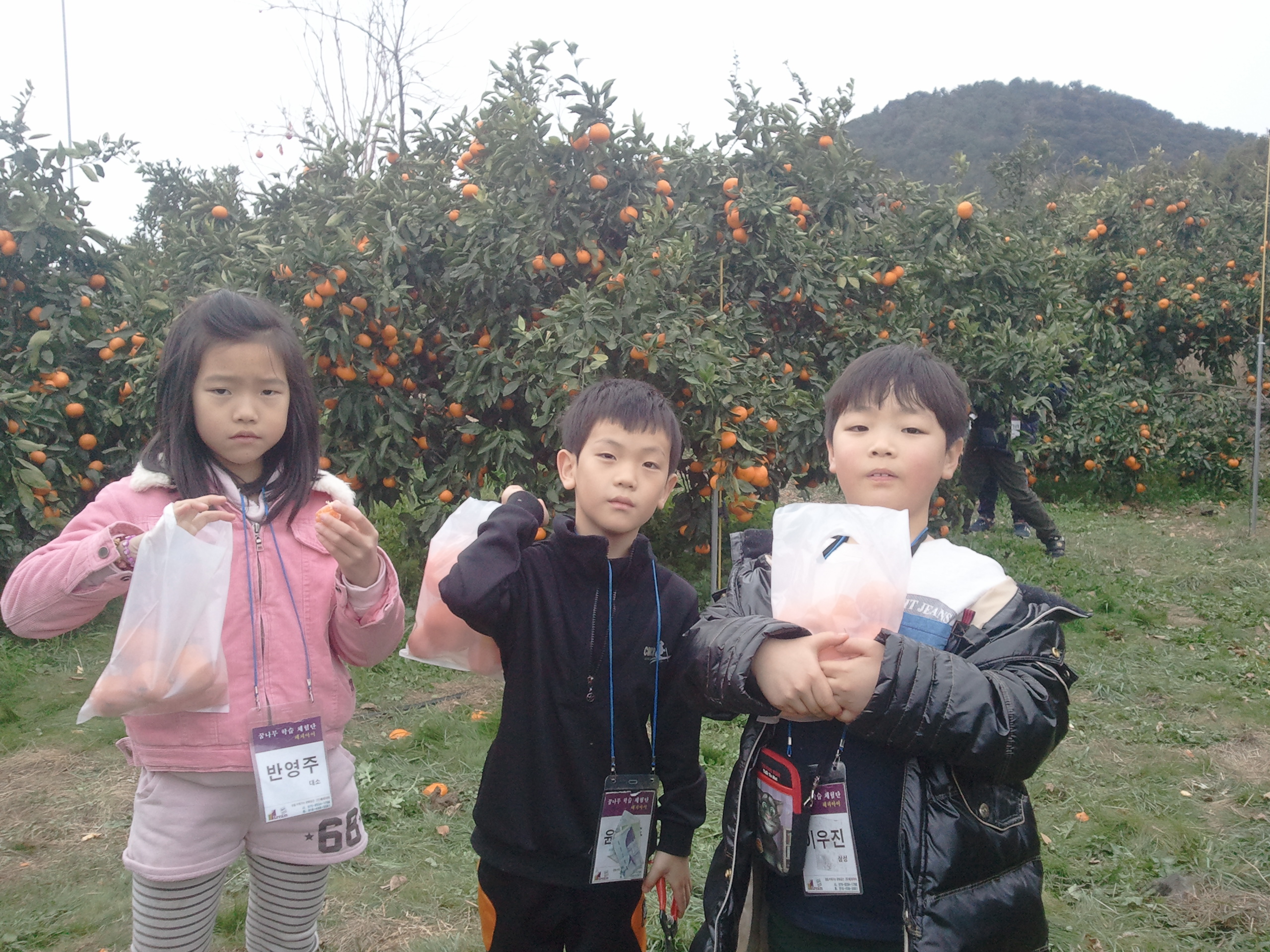 감귤열매따기 체험은 어떠셨나요?