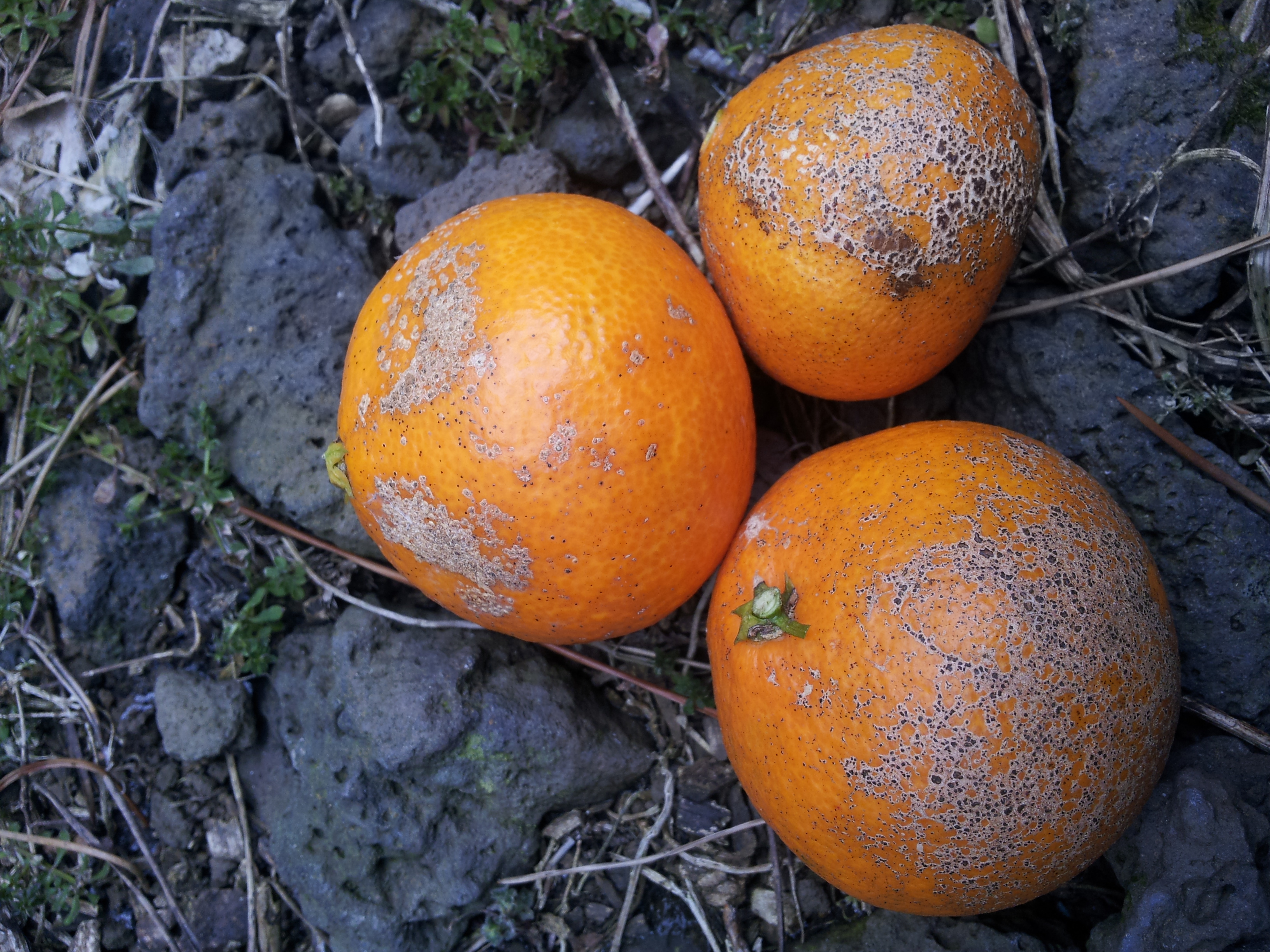 2012년도 수확한 감귤인데.. 요런 녀석들이..?