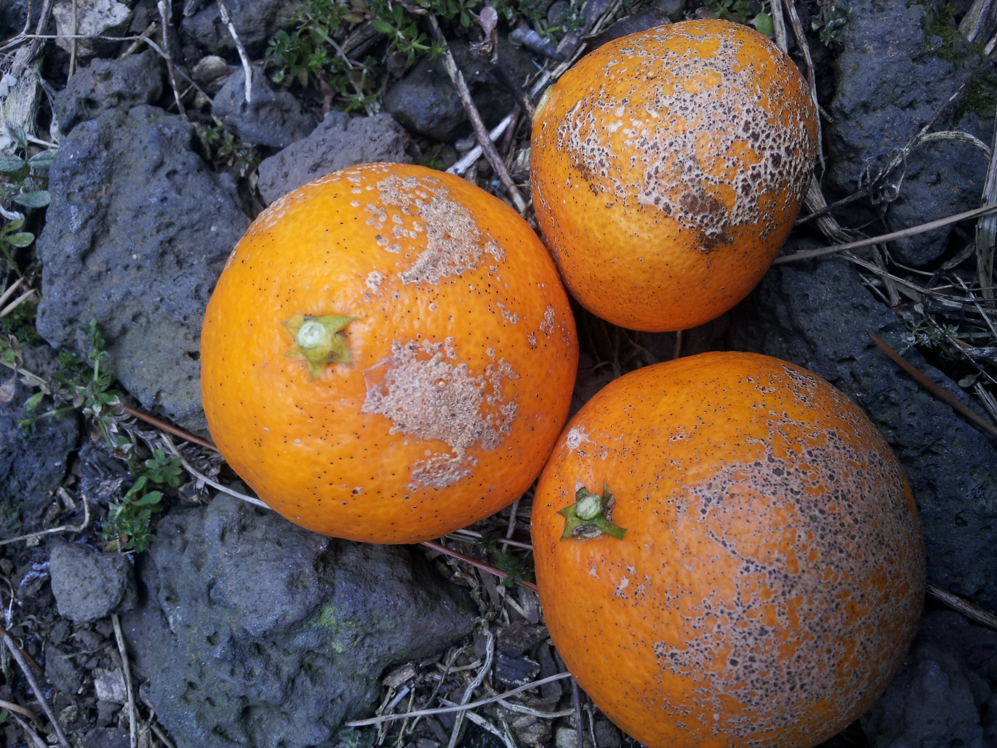 2012년도 수확한 감귤인데.. 요런 녀석들이..?