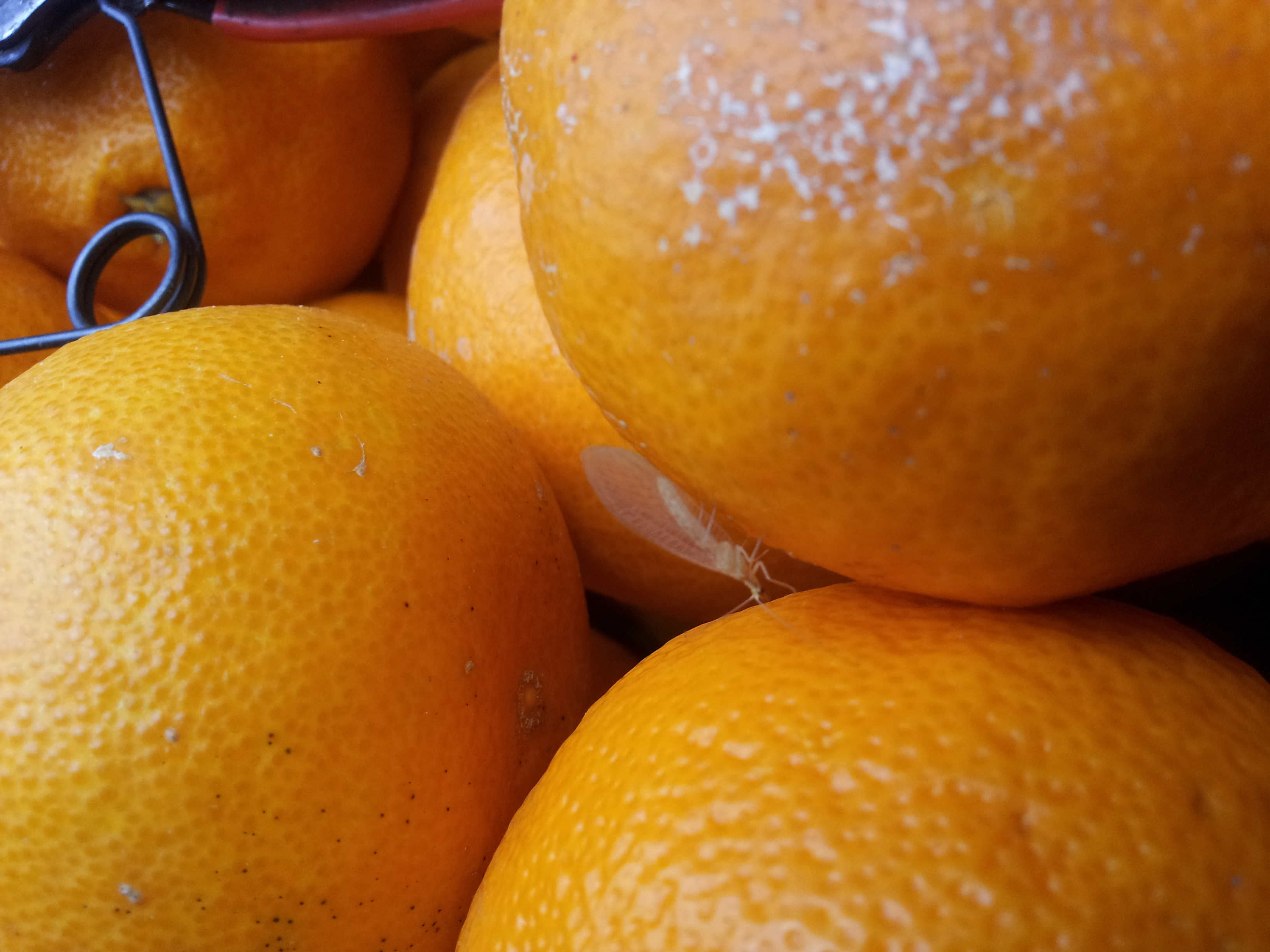 2012년도 수확한 감귤인데.. 요런 녀석들이..?