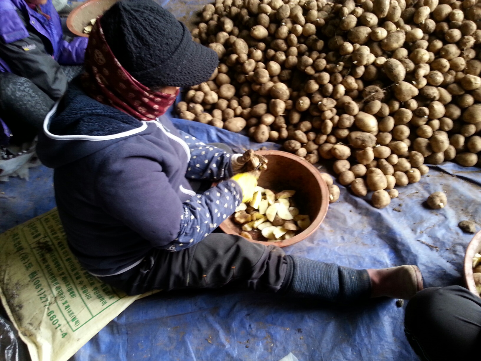 봄감자 파종현장