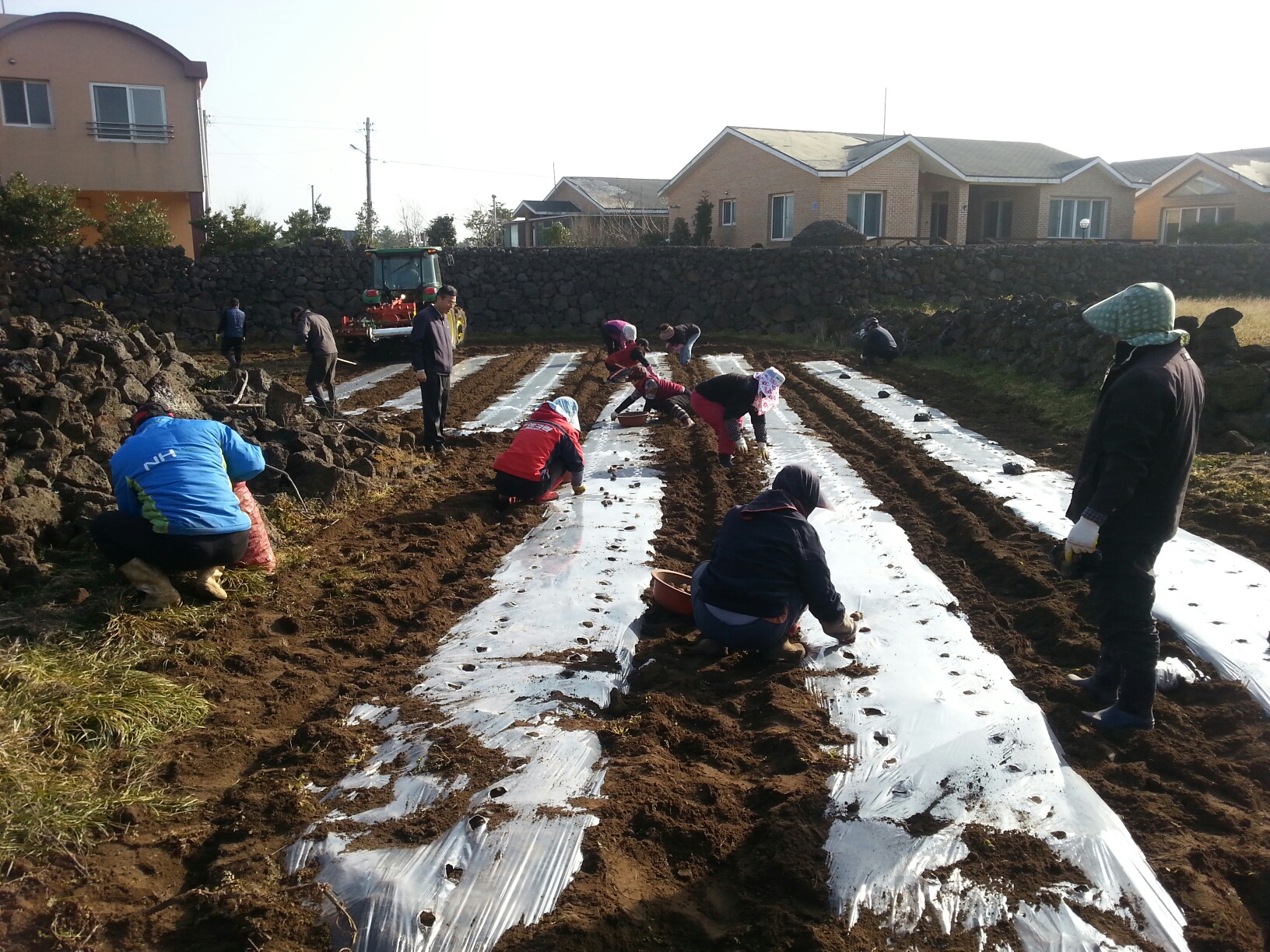 봄감자 파종현장