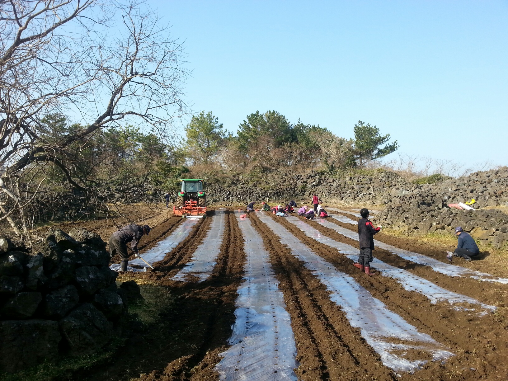 봄감자 파종현장