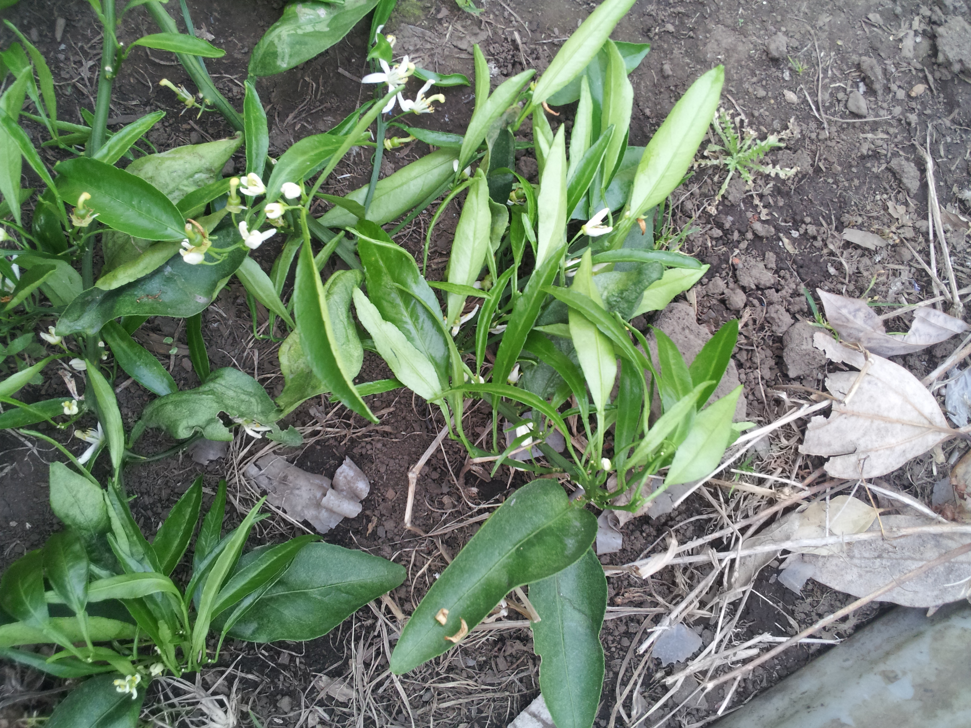 무가온천혜향관련