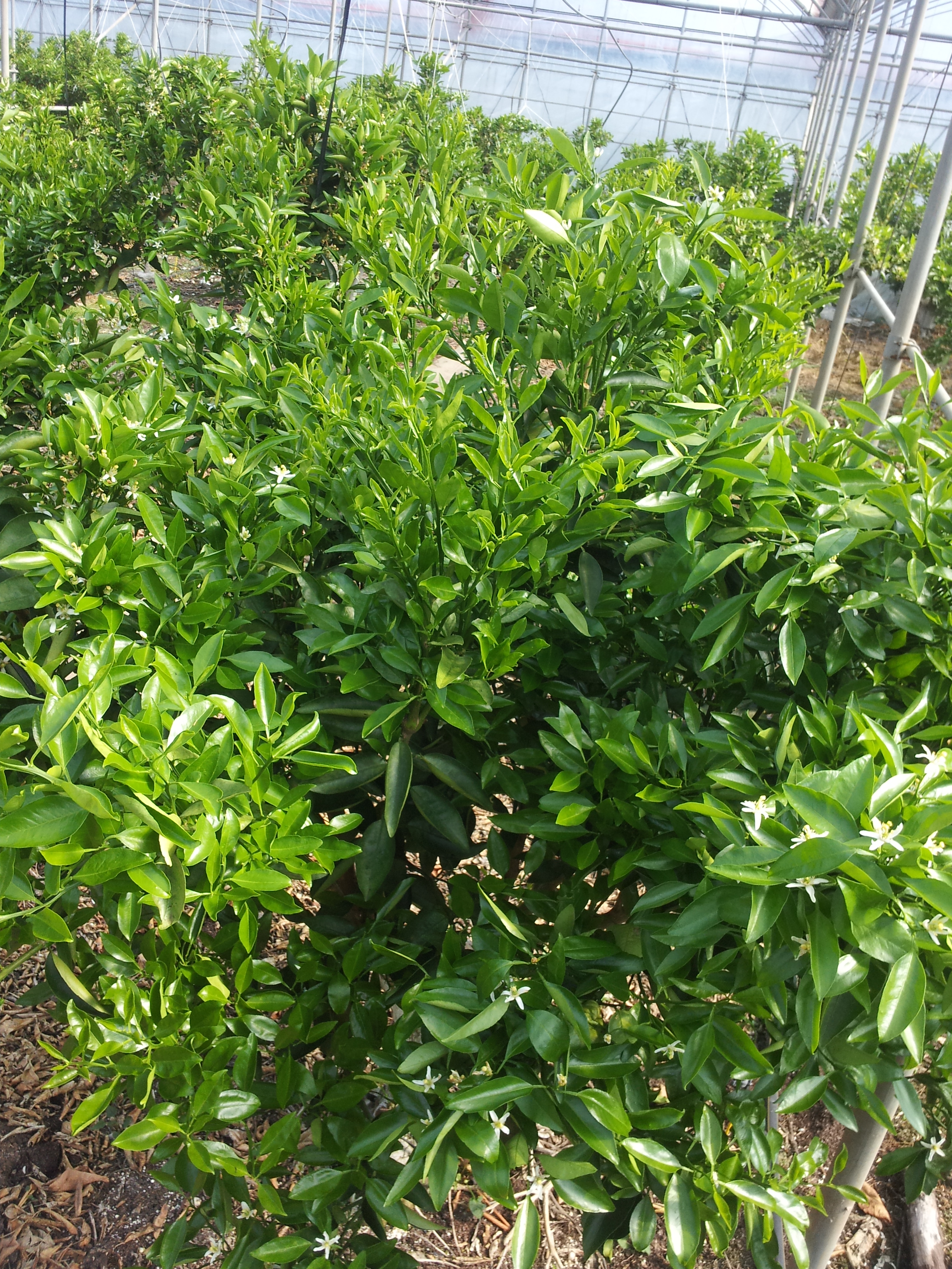 무가온천혜향관련