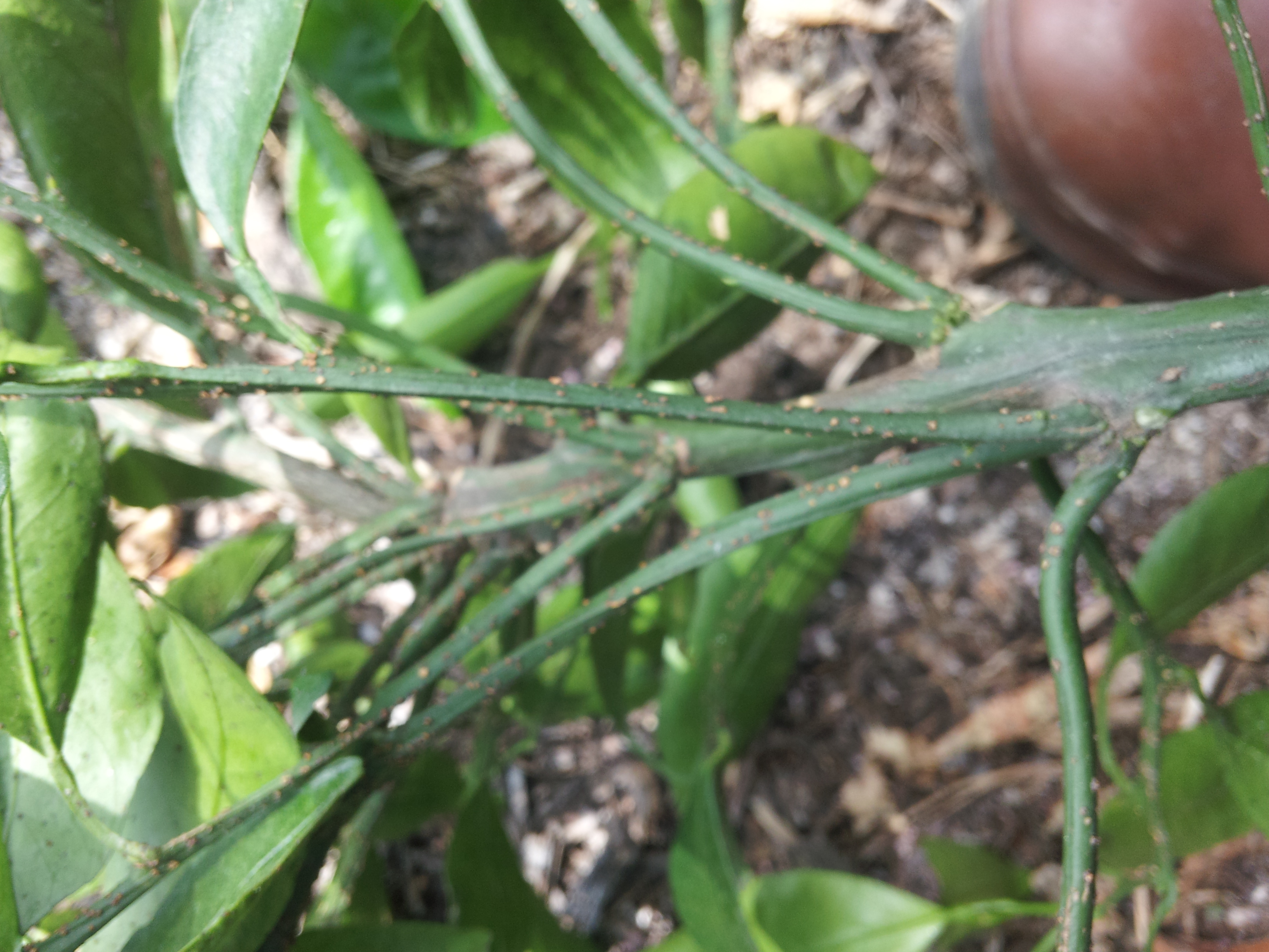 무가온천혜향관련