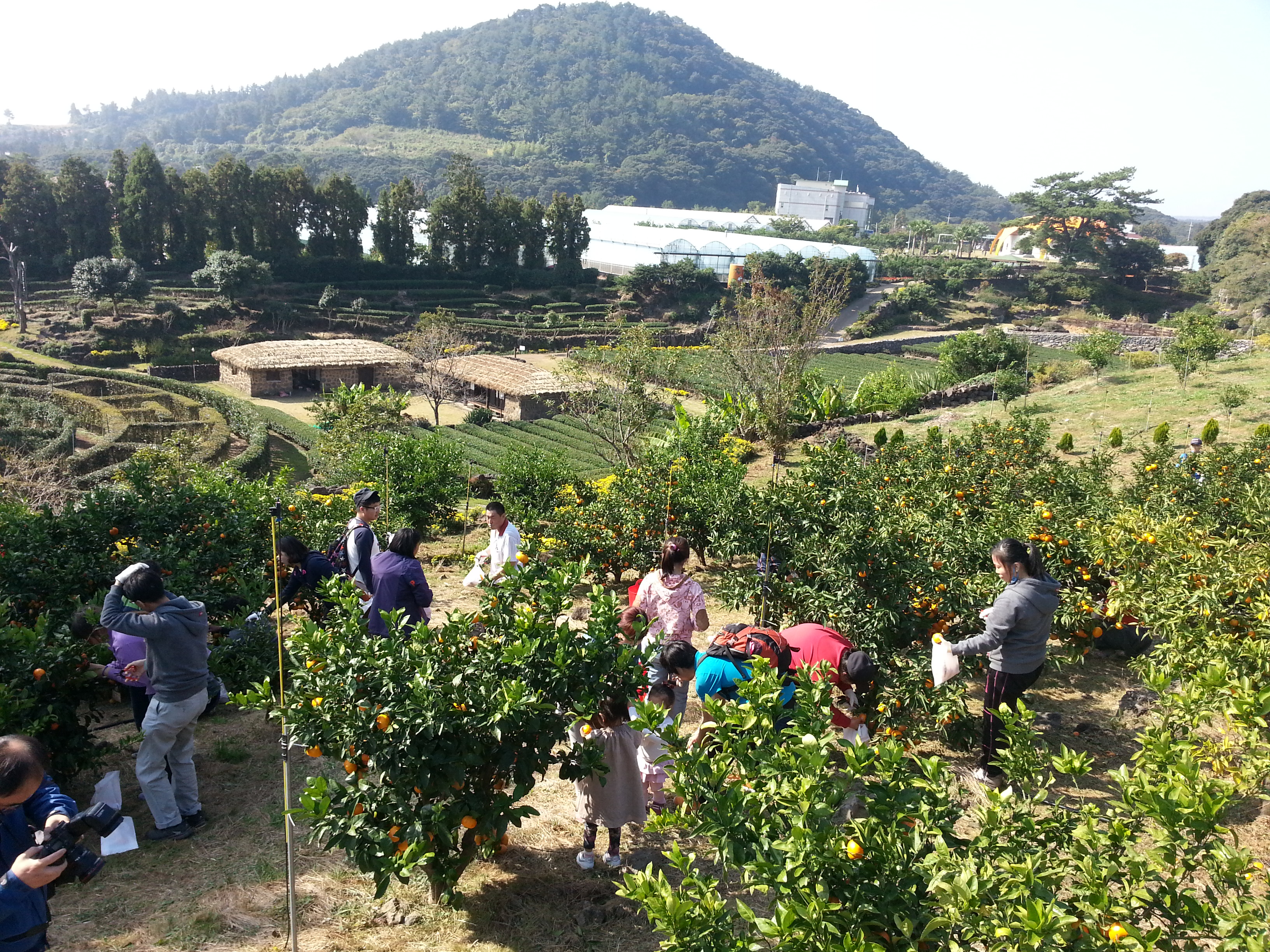 감귤따기 체험행사 이모저모