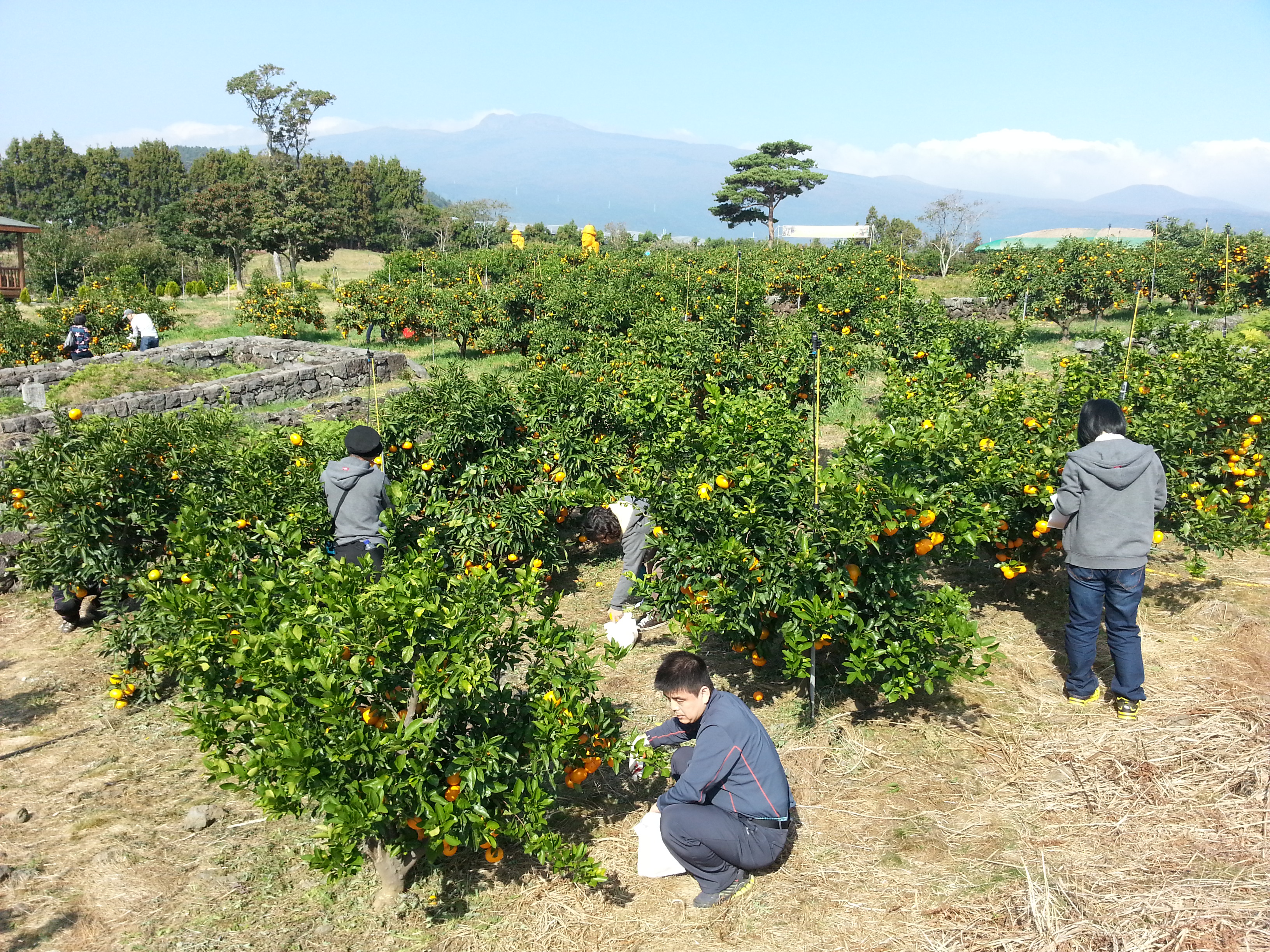 감귤따기 체험행사 이모저모