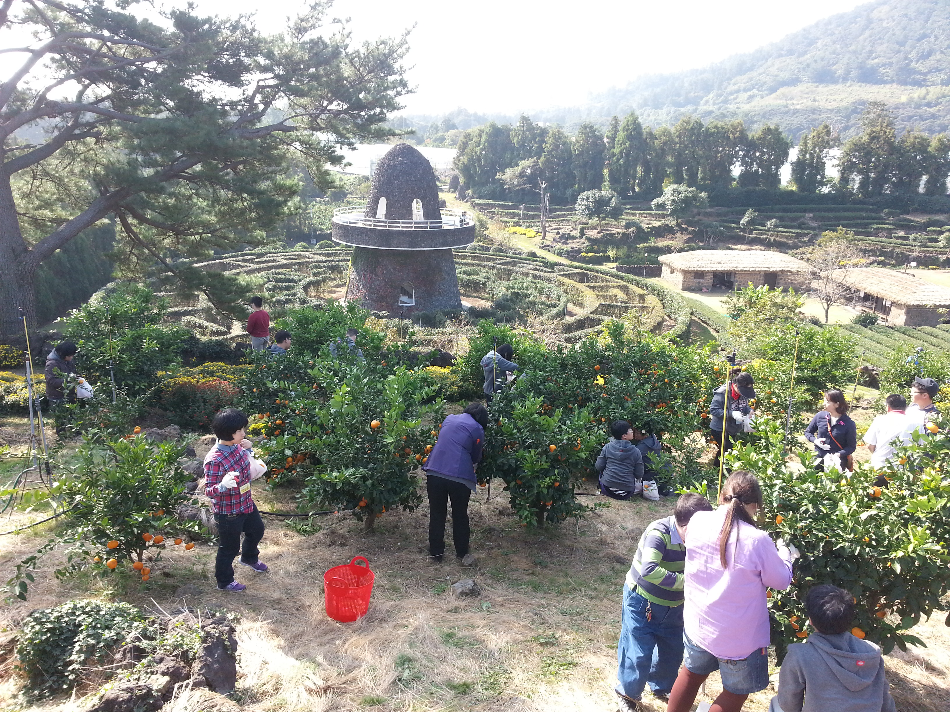 감귤따기 체험행사 이모저모