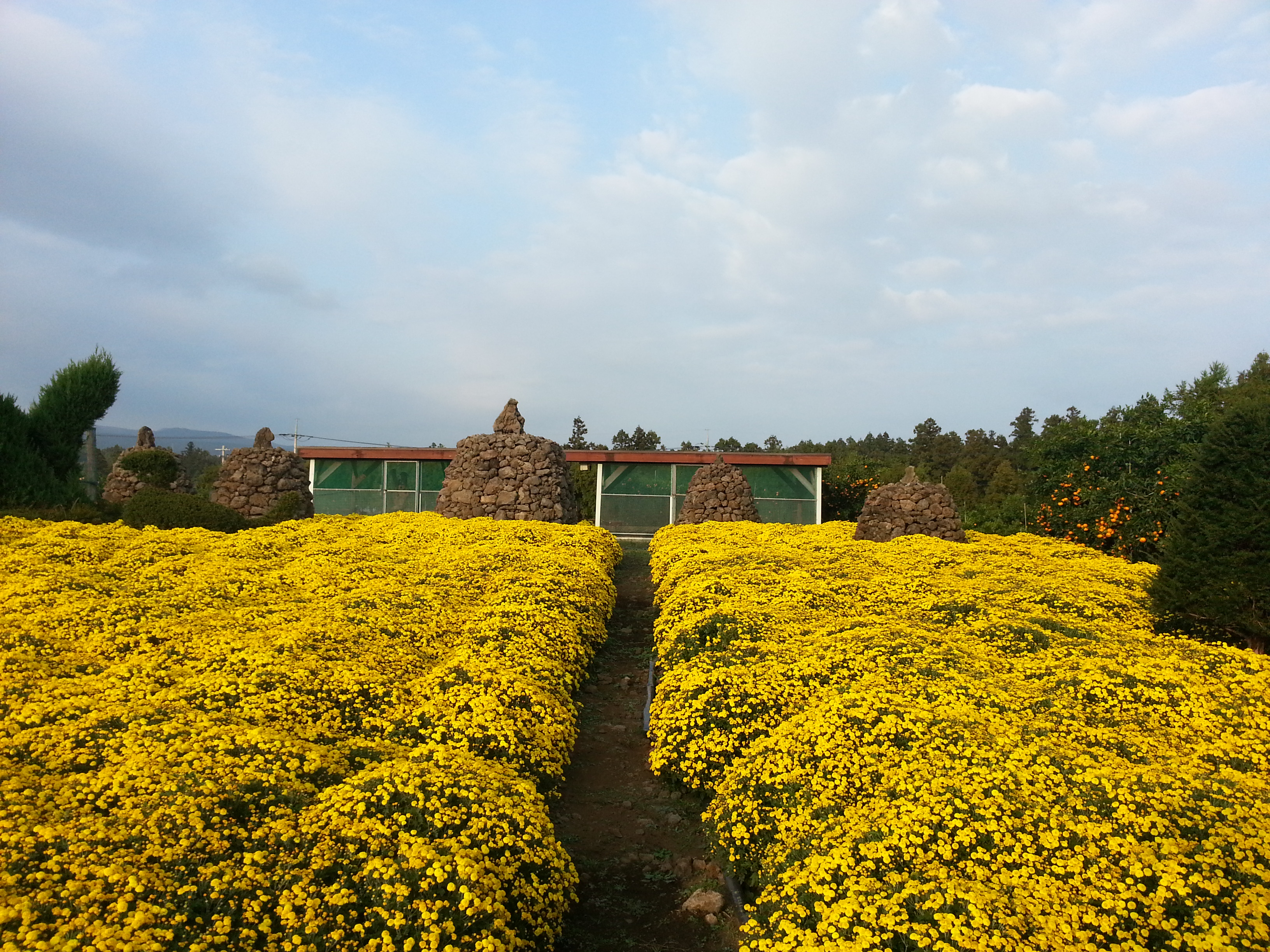 감귤따기 체험행사 이모저모