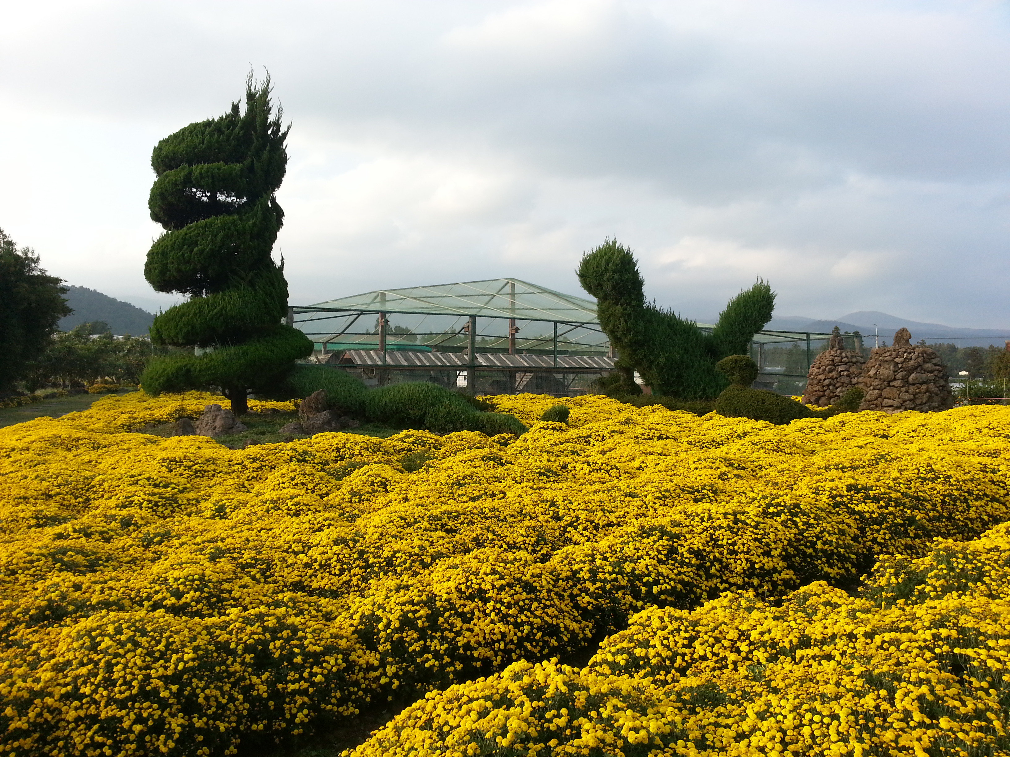 감귤따기 체험행사 이모저모