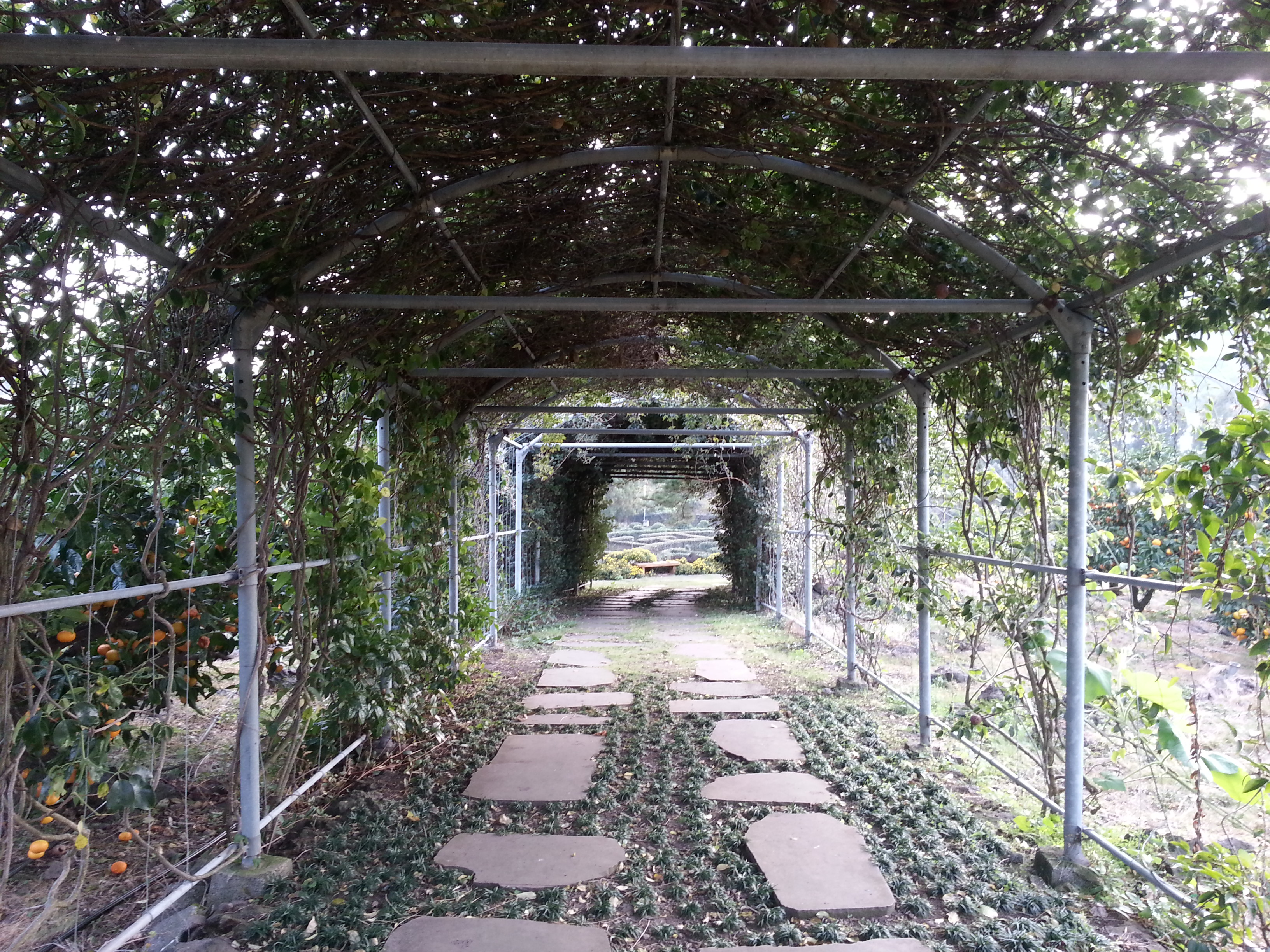 감귤따기 체험행사 이모저모