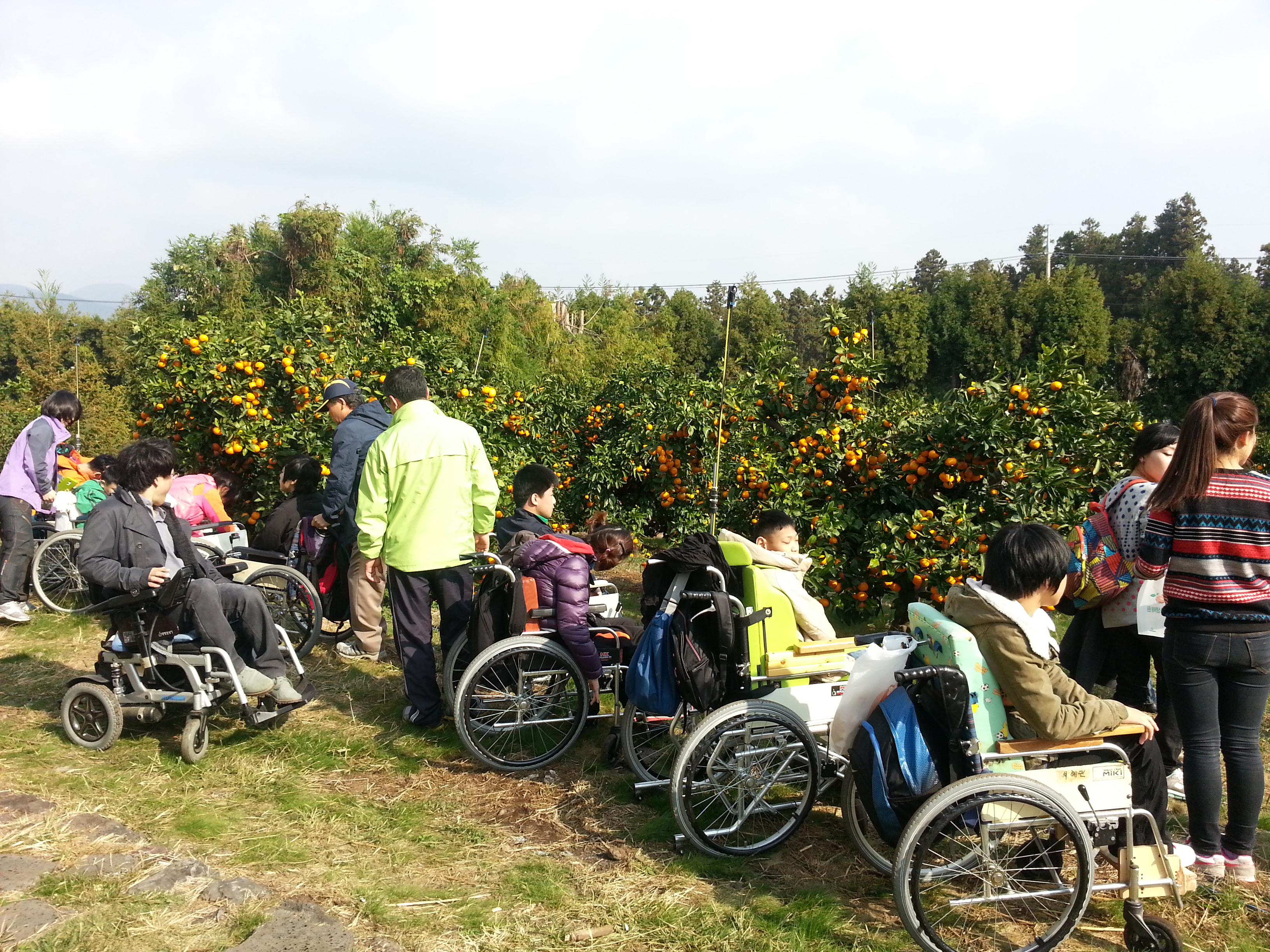 감귤따기 체험행사 이모저모
