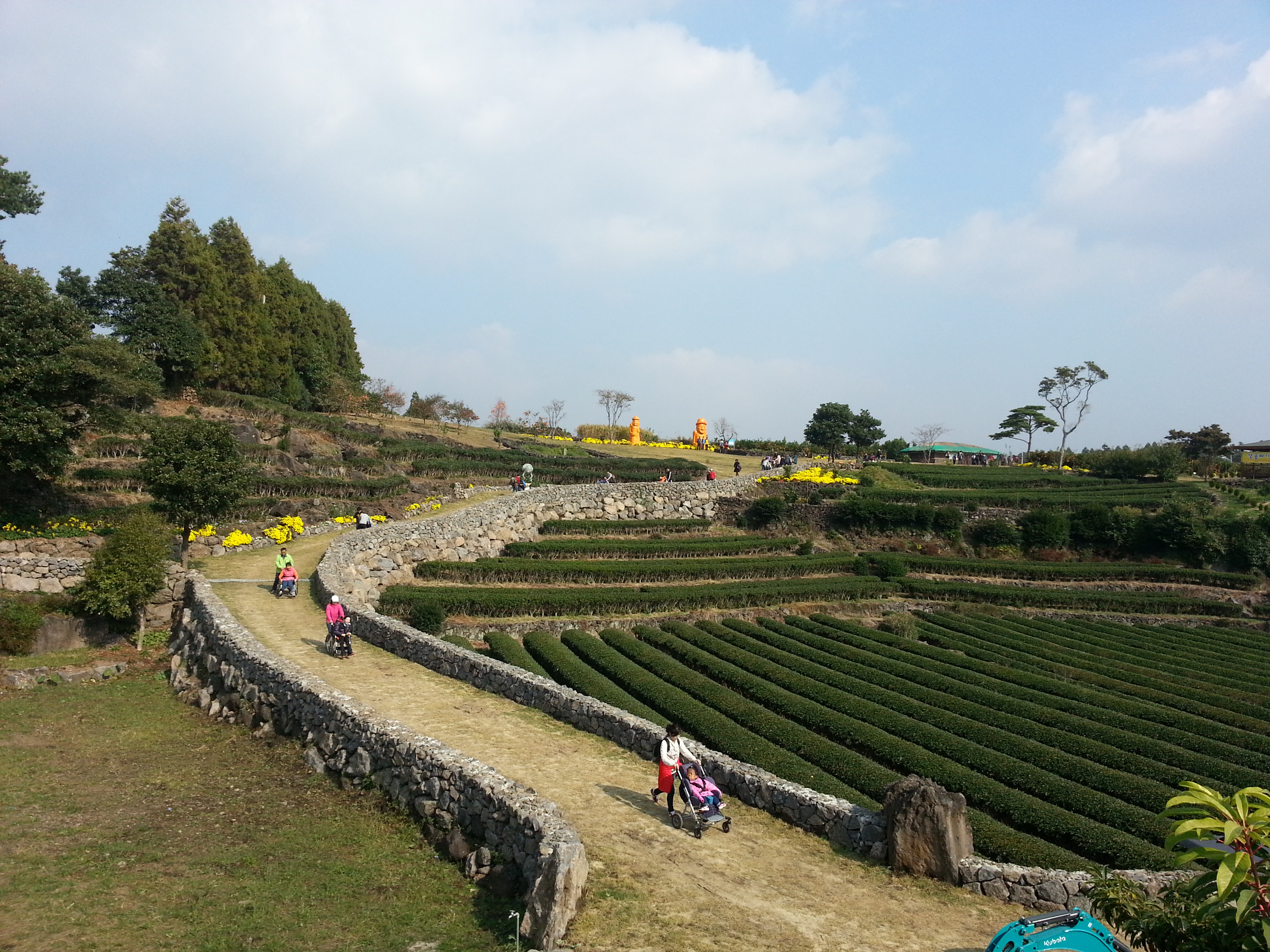 감귤따기 체험행사 이모저모