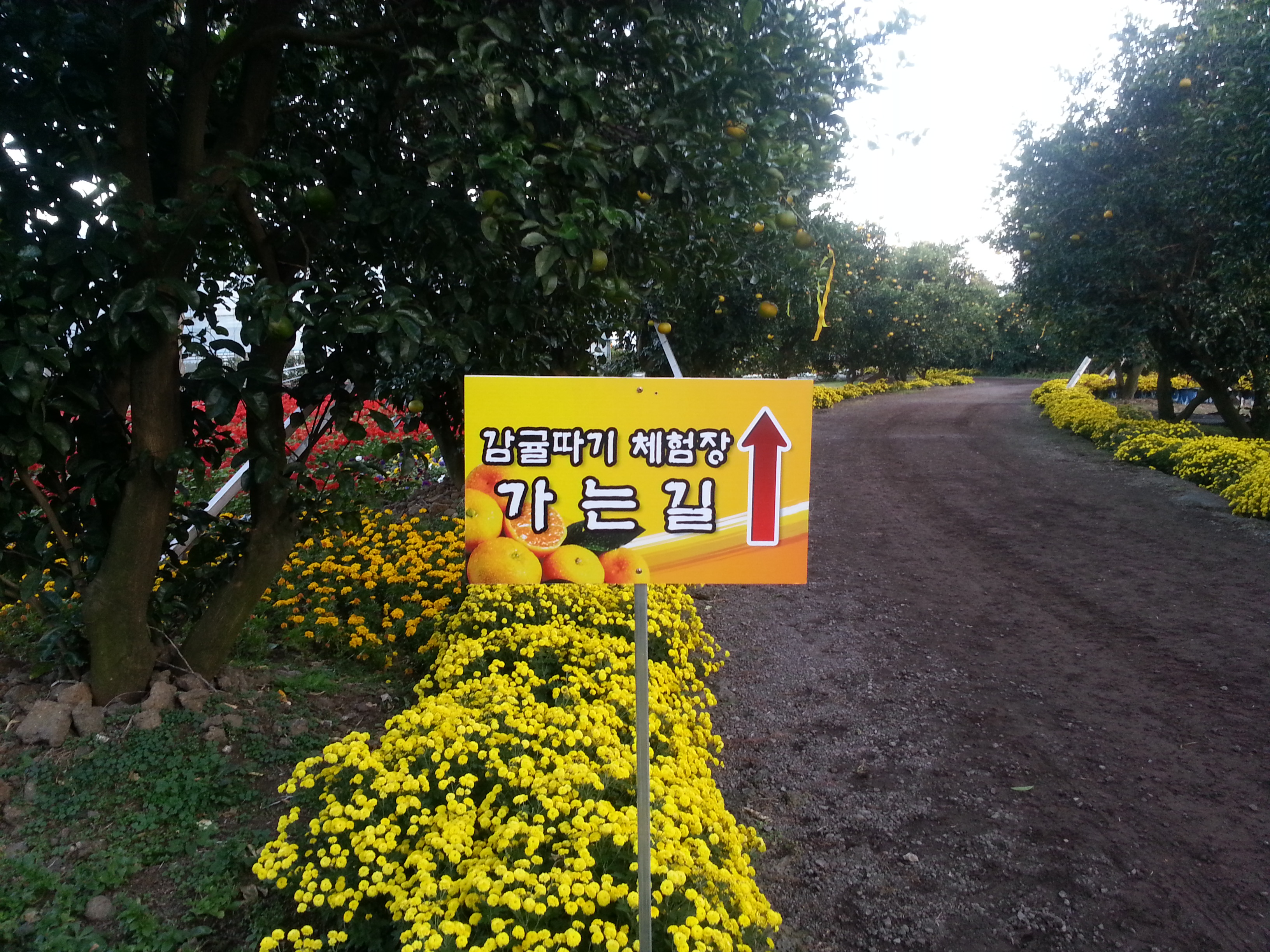 2013 서귀포세계감귤박람회!!!