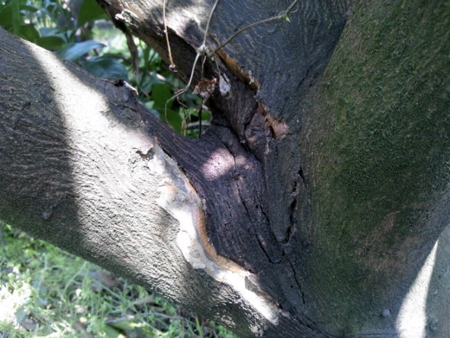 온주밀감 가지가 이상합니다