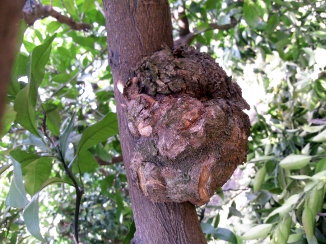 온주밀감 가지가 이상합니다