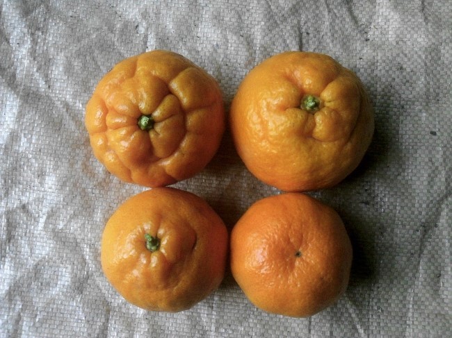 품종 문의드립니다