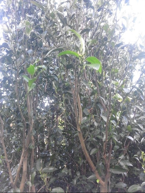 품종 문의드립니다