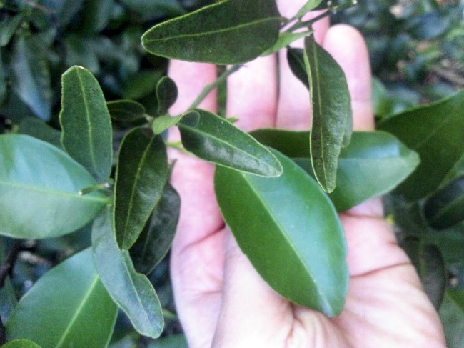 품종 문의드립니다